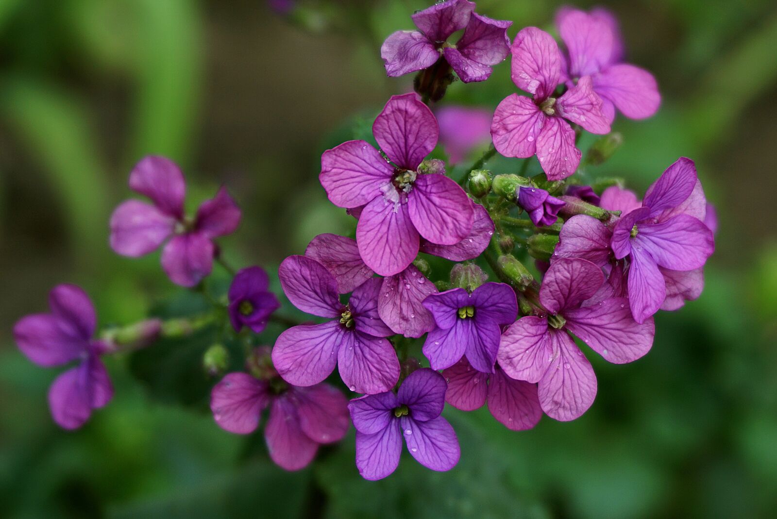 Sony a6000 sample photo. Records judaszowe, miesi cznica photography