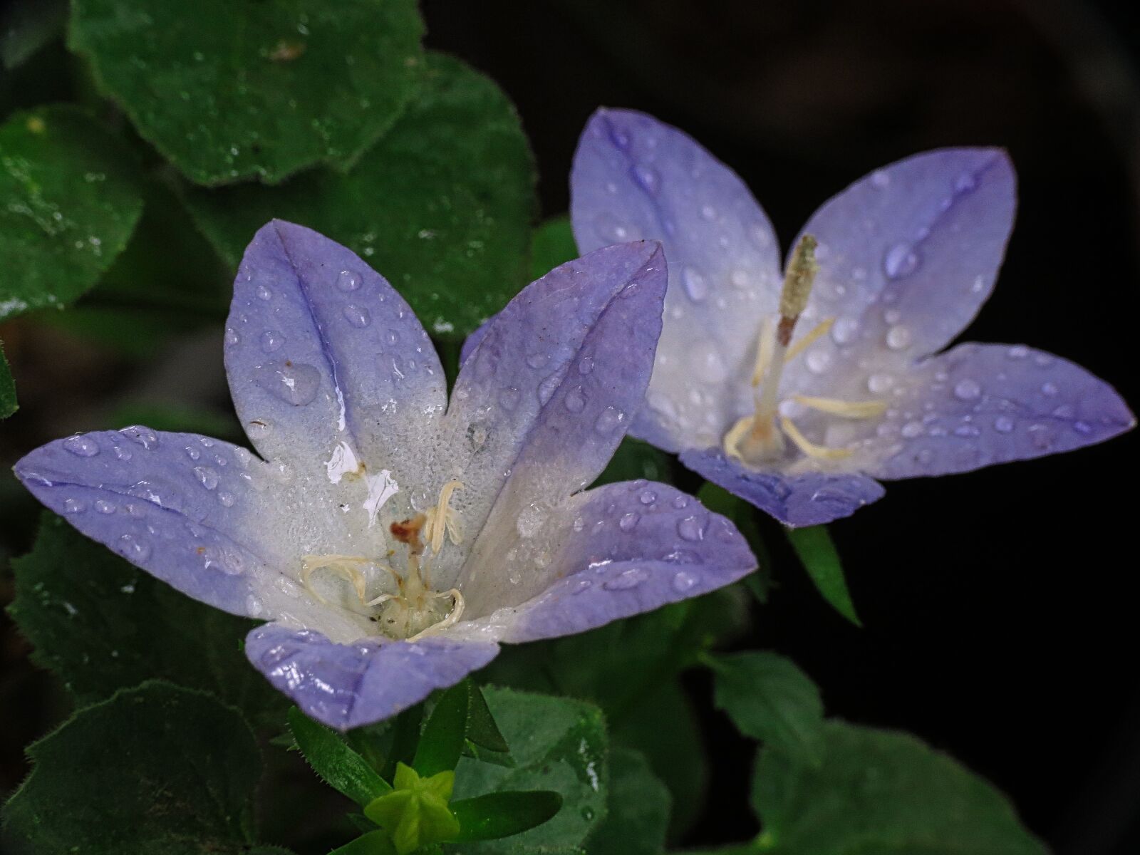 Canon PowerShot SX40 HS sample photo. Drops, wet, dew photography