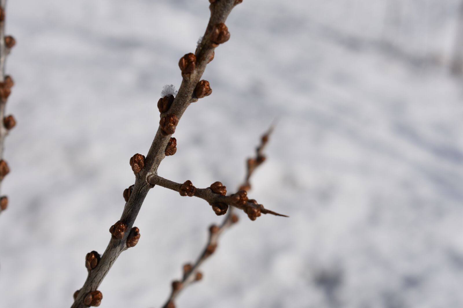 Nikon D3400 sample photo. Branch, sea-buckthorn, winter photography