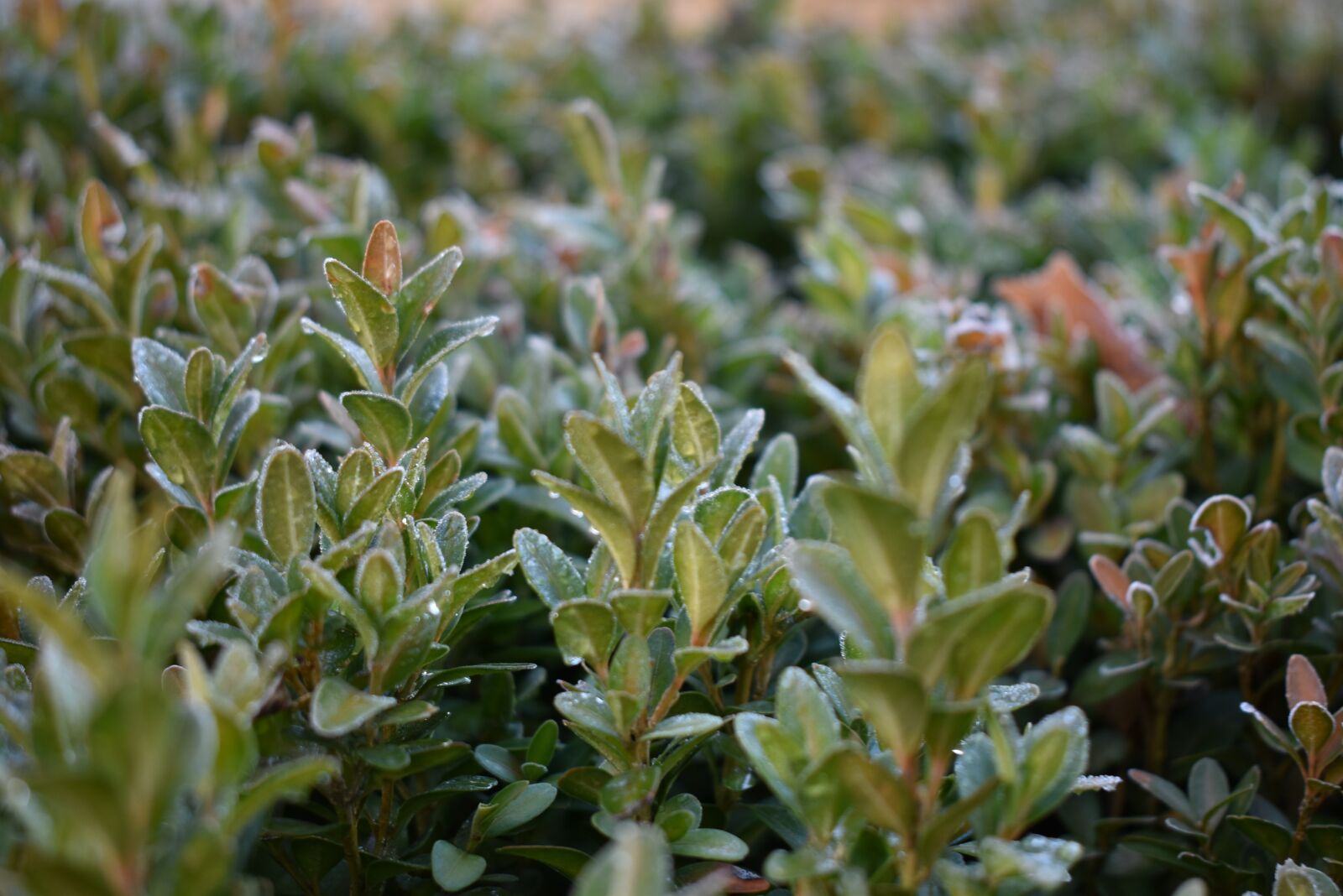 Nikon D5600 sample photo. Autumn, bush, nature photography