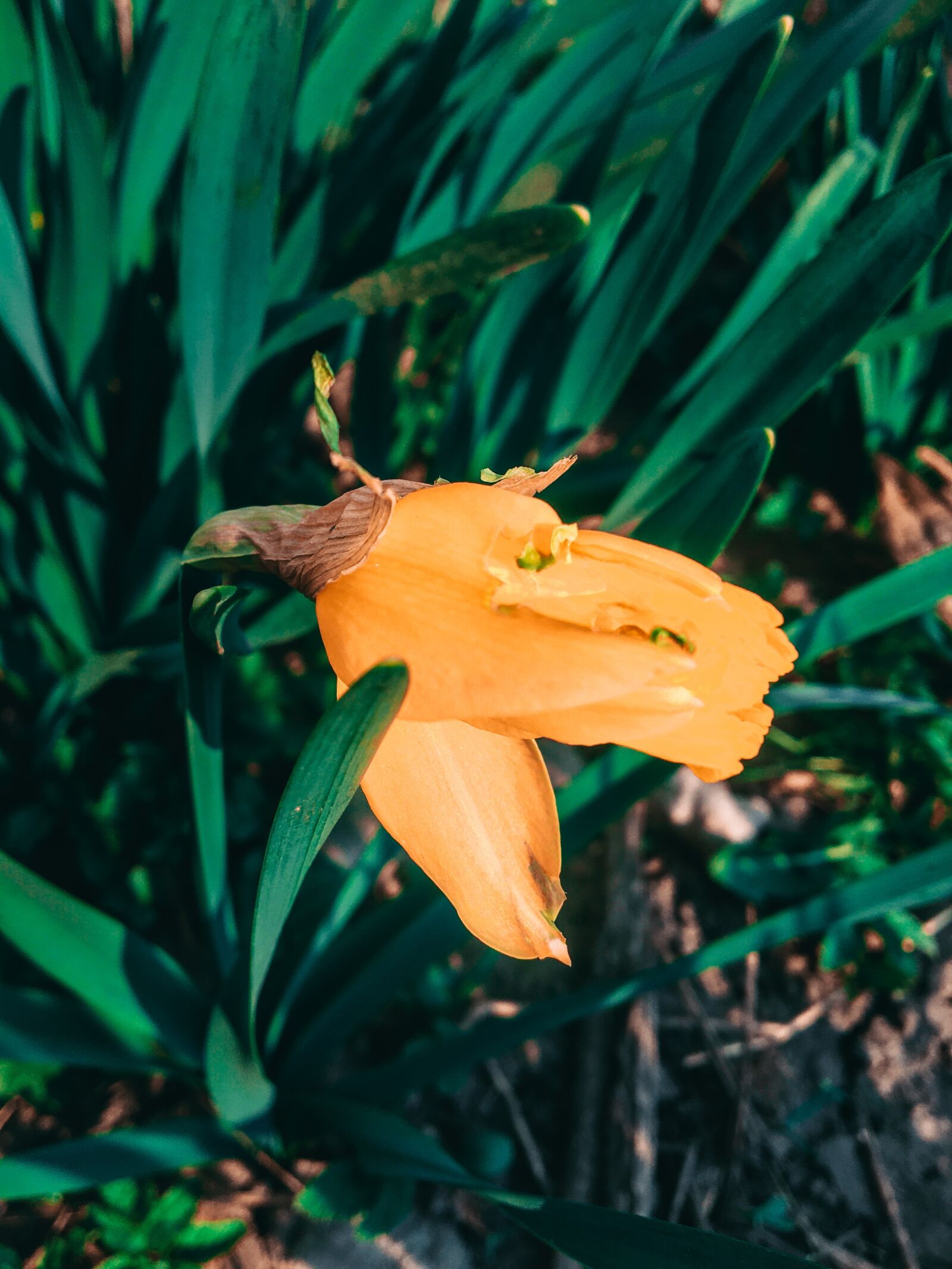 Apple iPhone 6s sample photo. Flowers, nature, spring photography