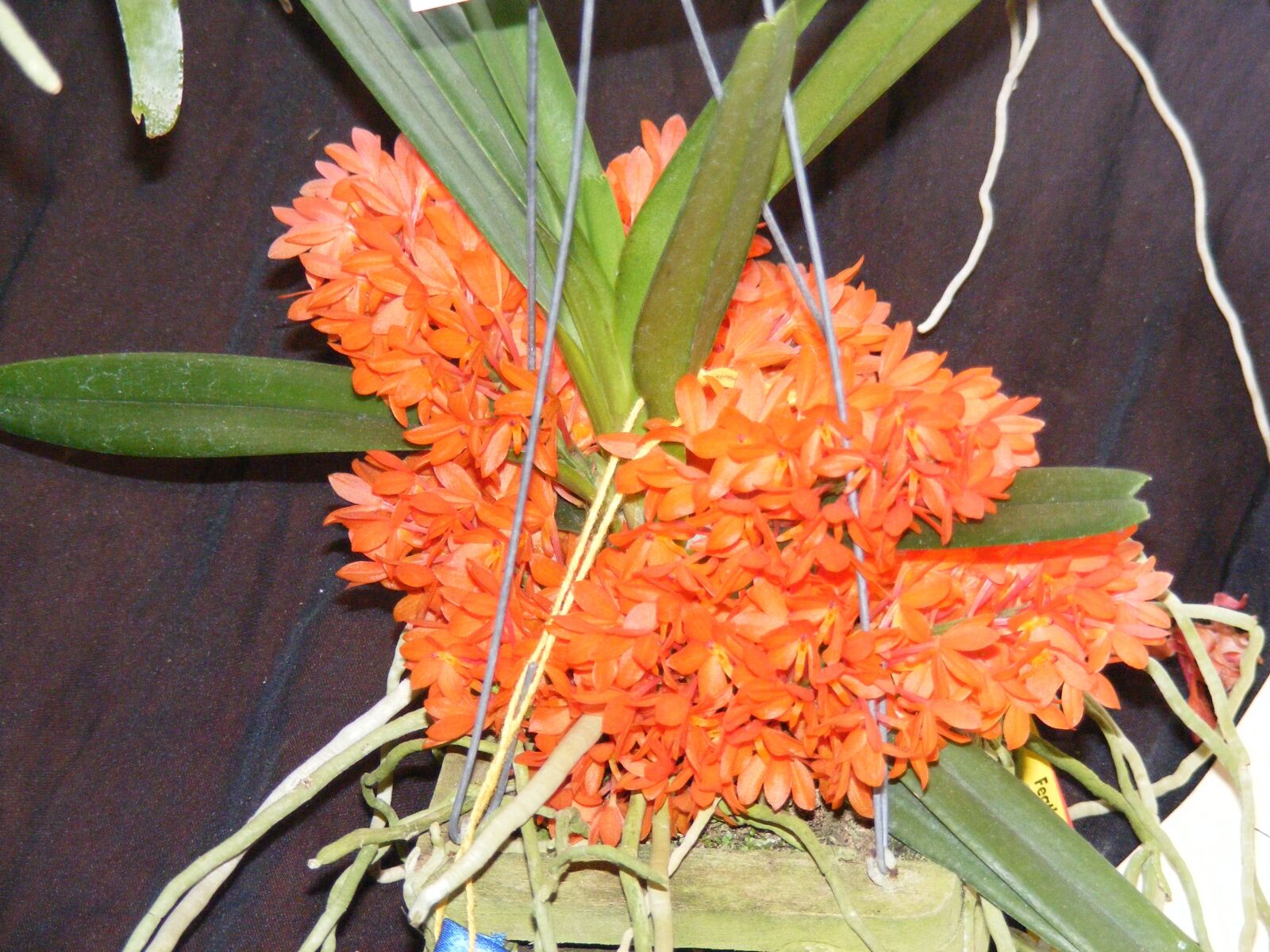 Fujifilm FinePix S5700 S700 sample photo. Orchid, orange, flower photography