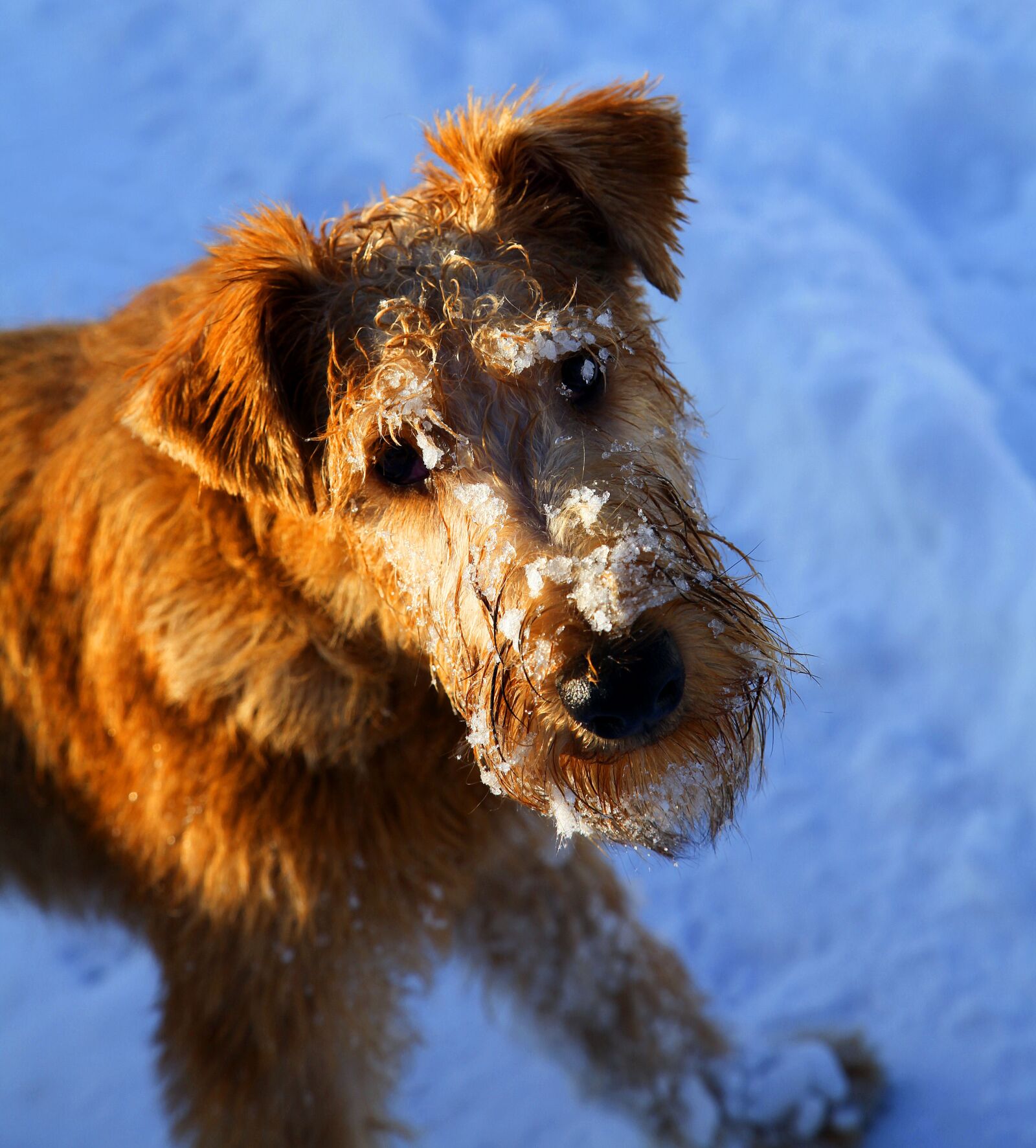 Canon EOS 5D Mark II sample photo. Scruffter, dog, snow photography