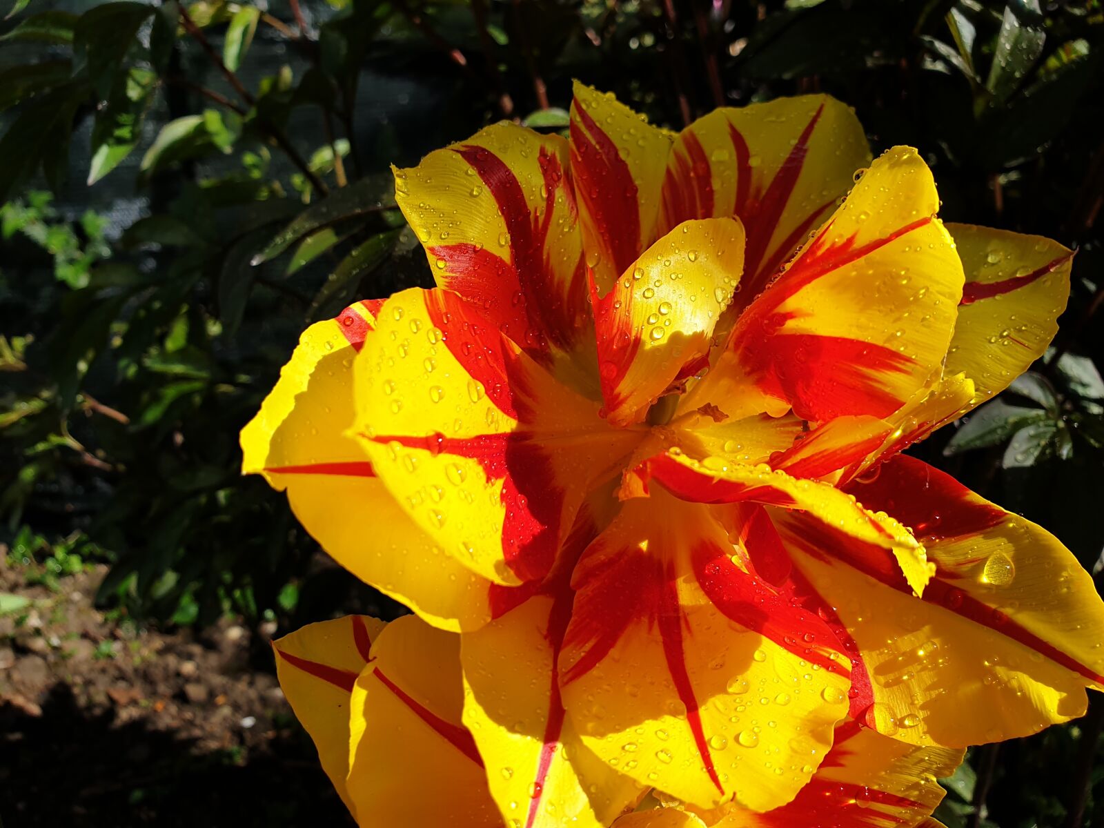 Samsung Galaxy S9 sample photo. Yellow, flower, beautiful photography