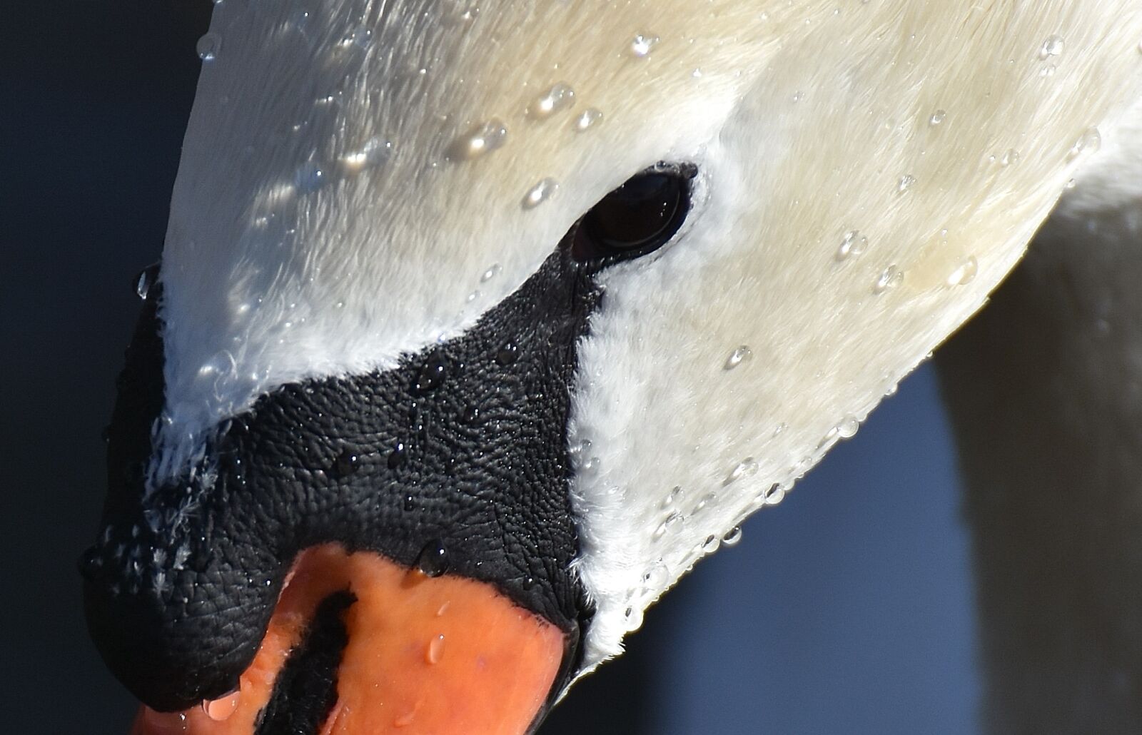 Nikon D7200 sample photo. Swan, close up, drop photography