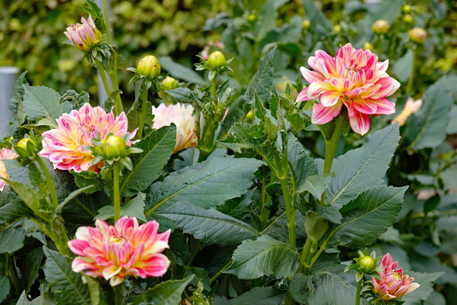 Vario-Elmar TL 1:3.5-5.6 / 18-56 ASPH. sample photo. Dahlias, flower, blossom photography
