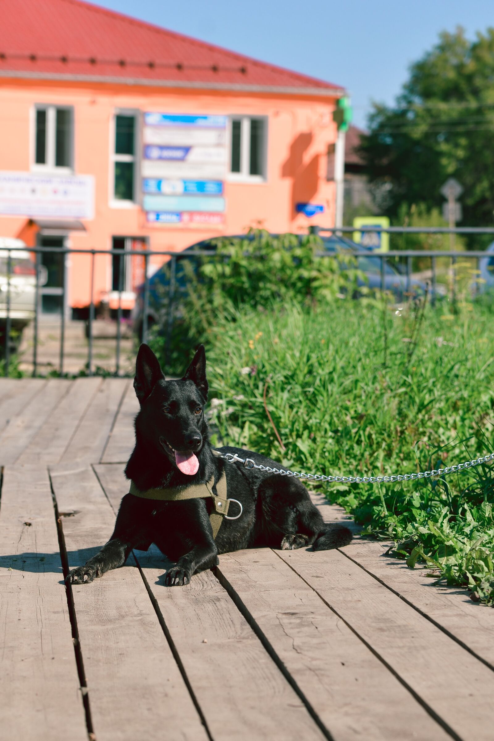 Nikon D800 sample photo. Black dog, greens, summer photography