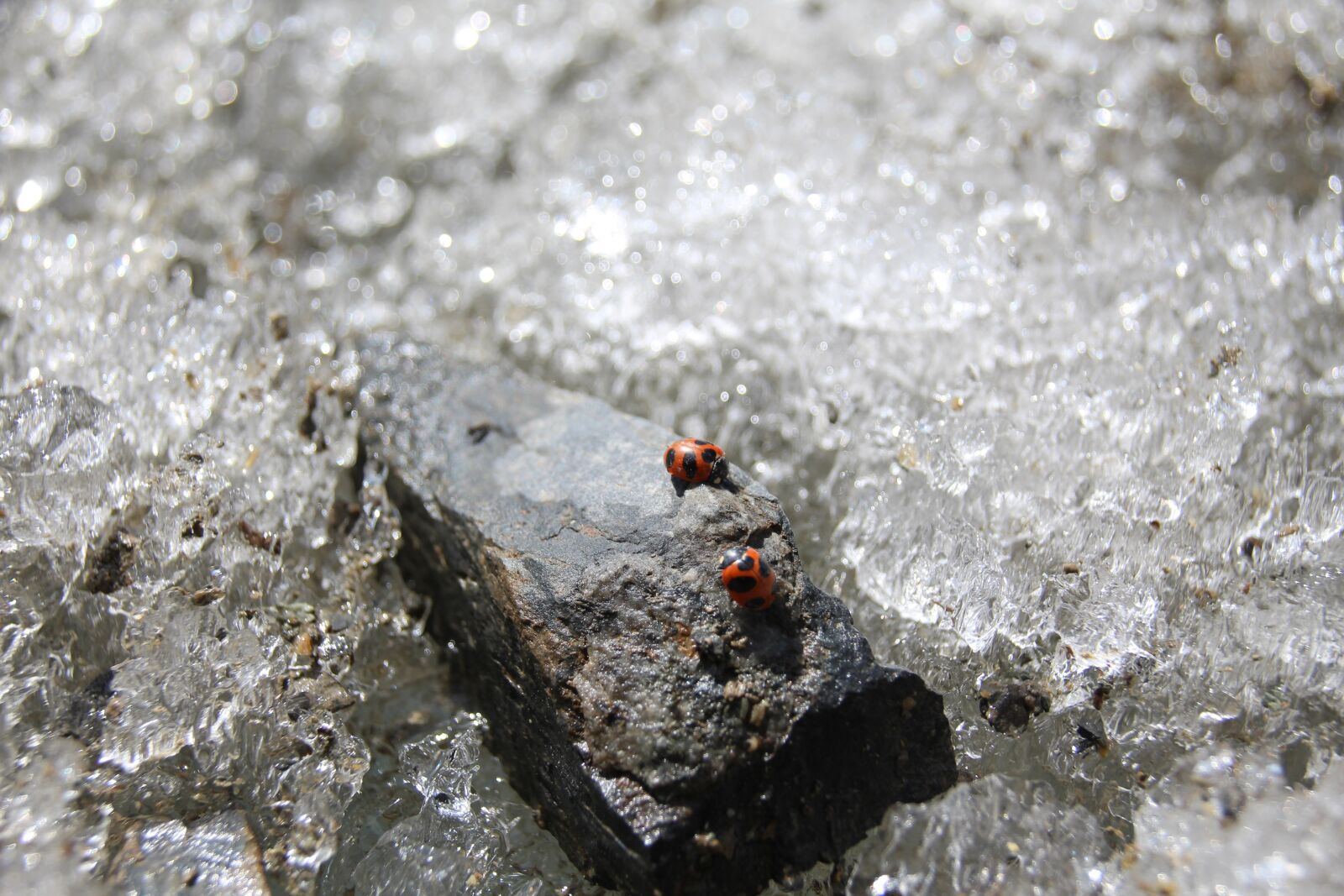 Canon EOS 700D (EOS Rebel T5i / EOS Kiss X7i) sample photo. Snow, ladybug, beetle photography