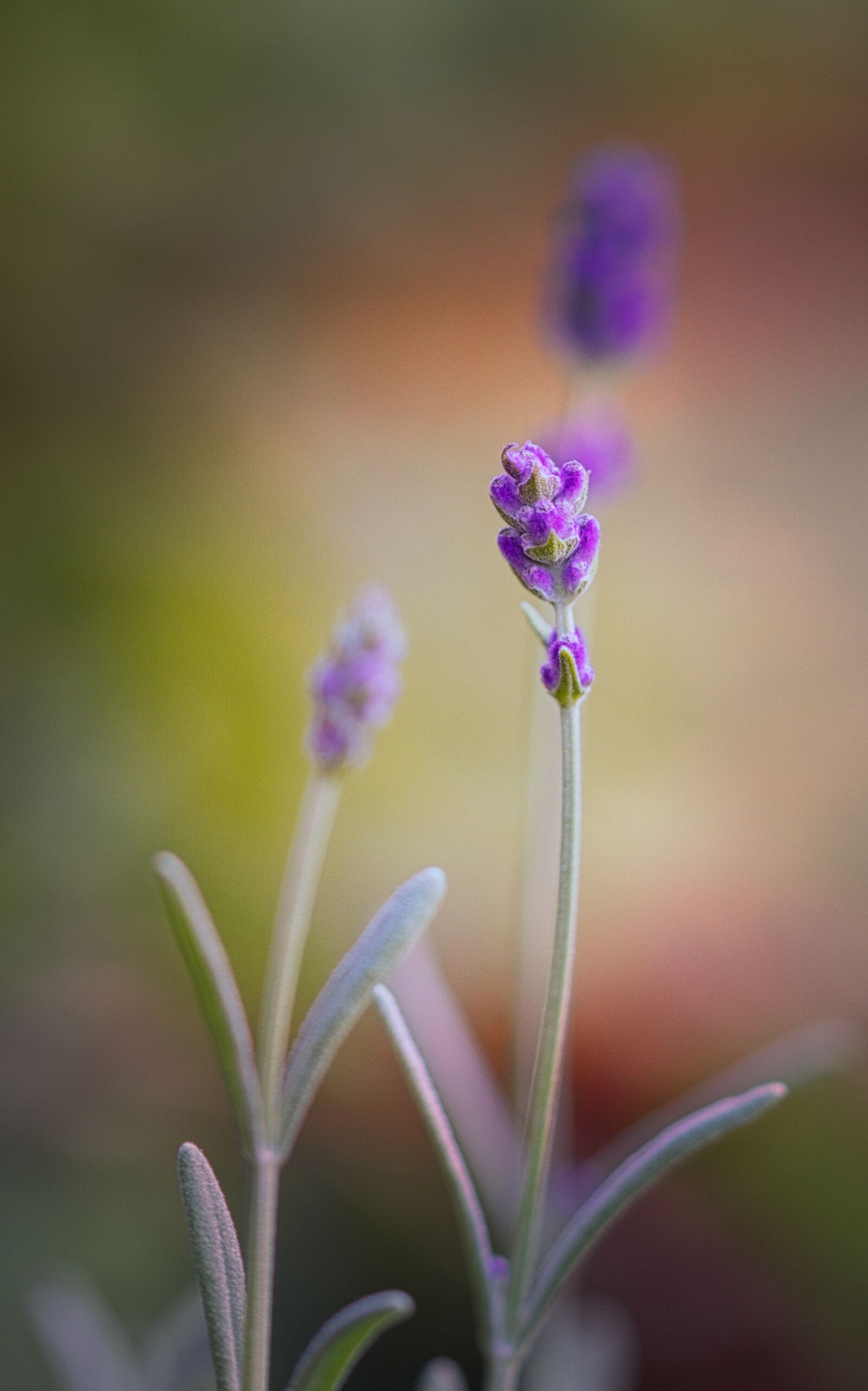 Canon EOS 200D (EOS Rebel SL2 / EOS Kiss X9) sample photo. Lavender, flower, purple photography
