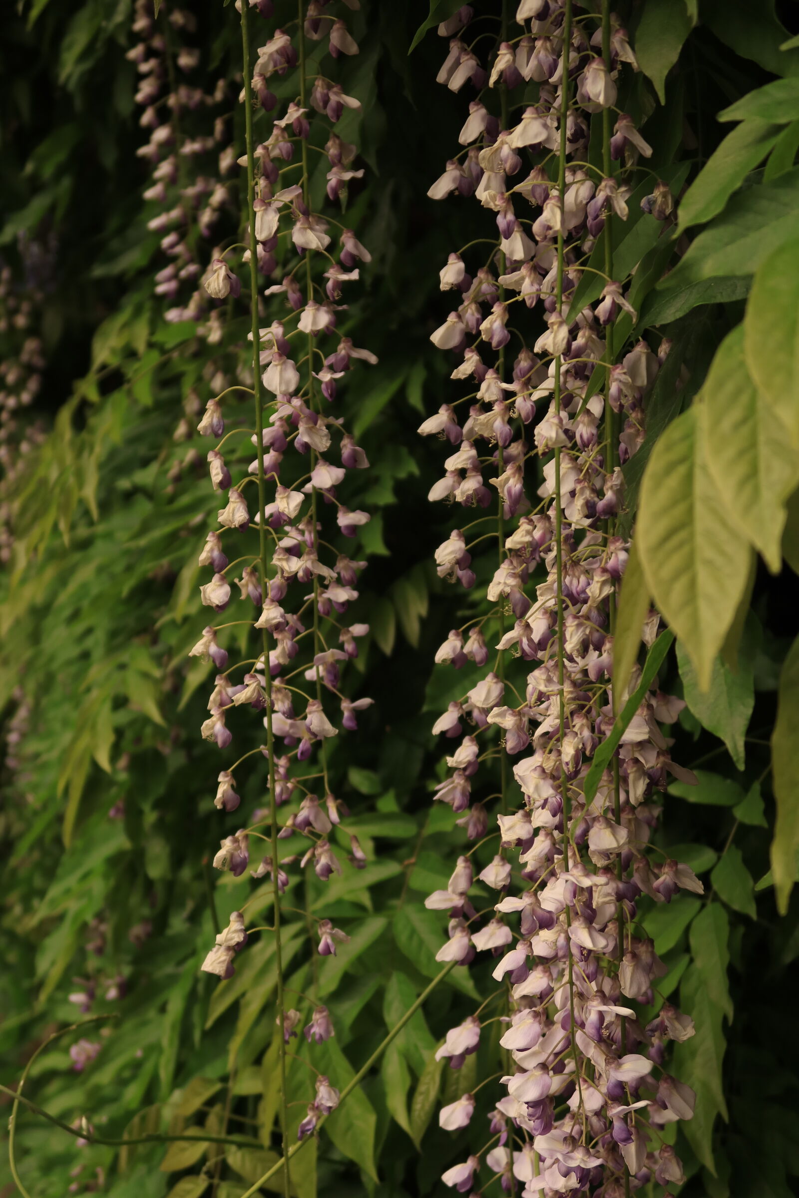 Canon PowerShot G7 X Mark III sample photo