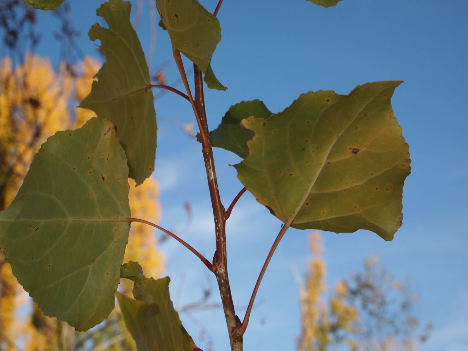 Olympus PEN E-PL1 sample photo. Leaves, nature, ecology photography