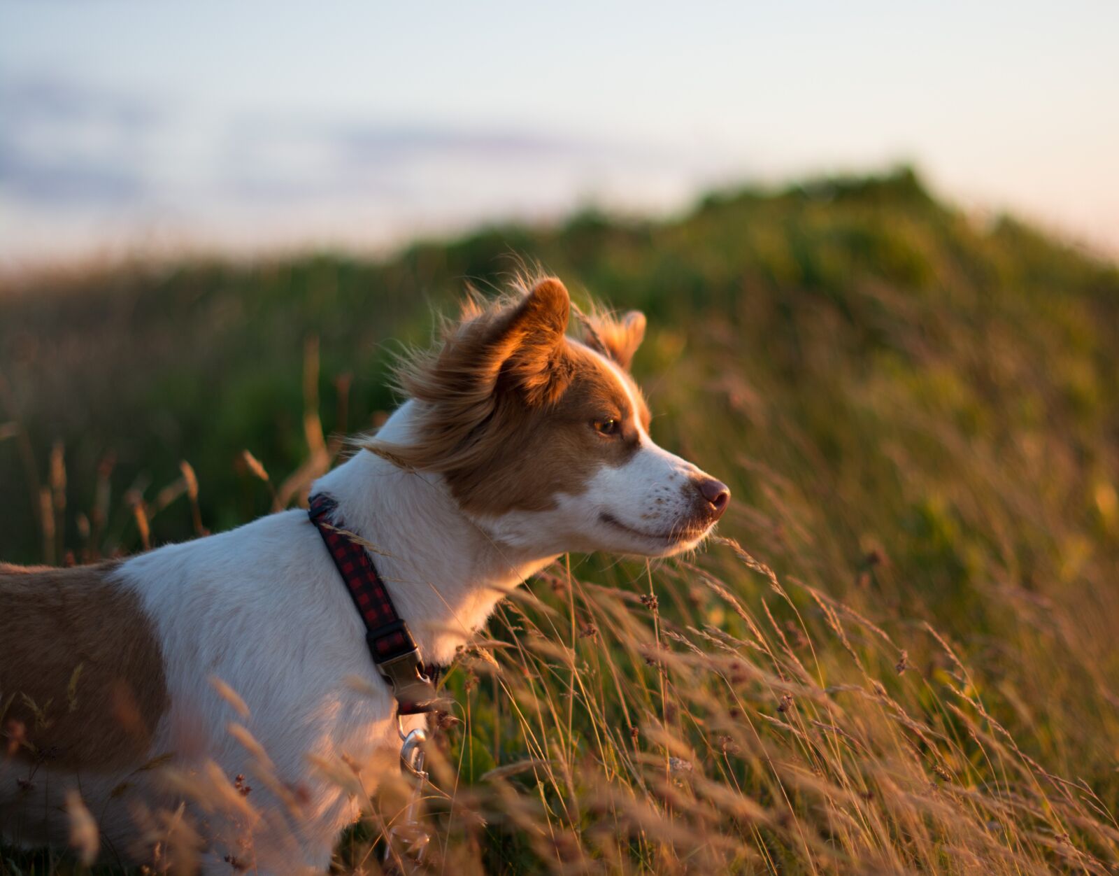 Nikon D7100 sample photo. Dog, sunset, cliff beach photography