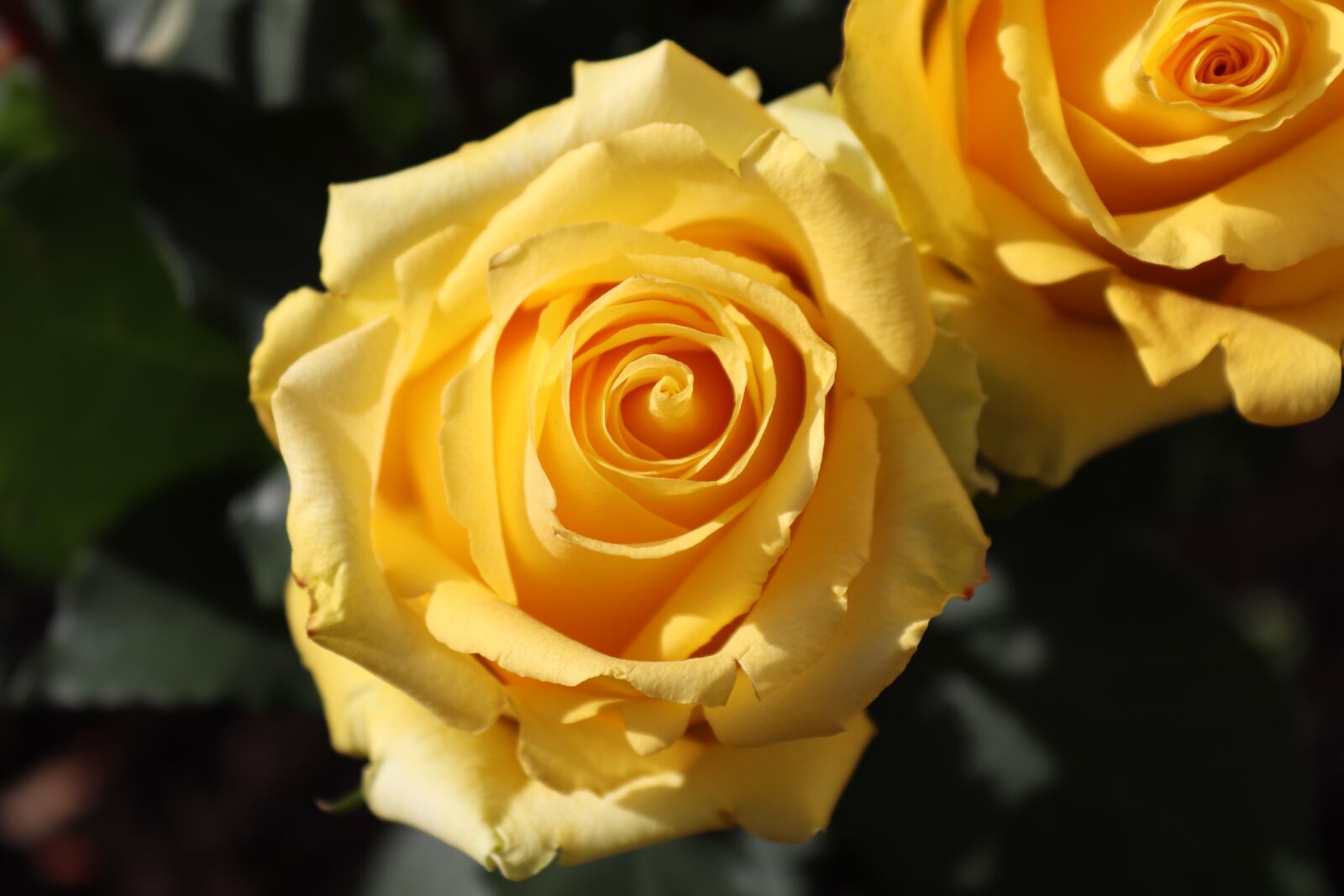 Canon EOS 200D (EOS Rebel SL2 / EOS Kiss X9) sample photo. Rose, yellow, blossom photography