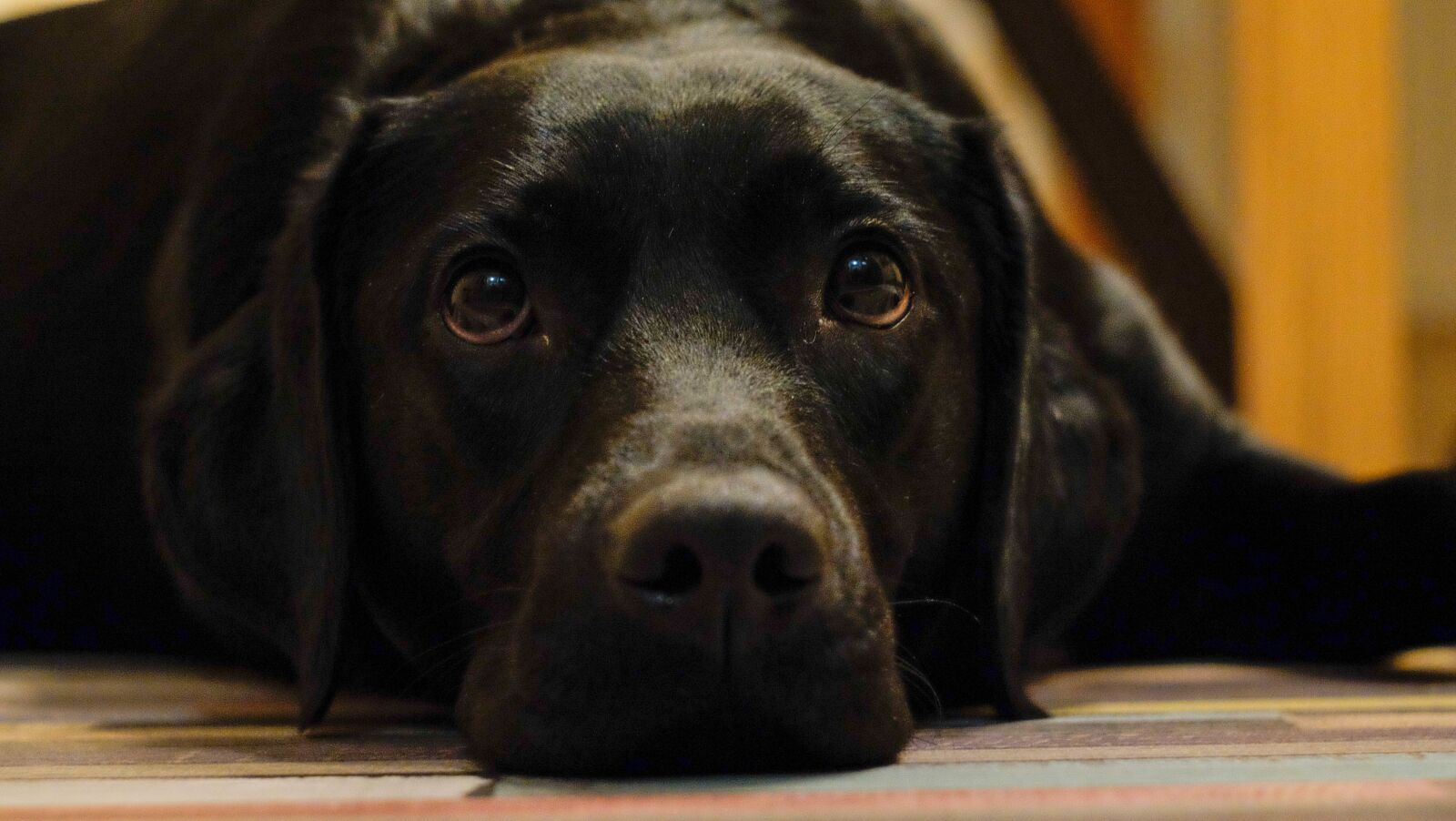Fujifilm X-T10 sample photo. Dog, cute, pet photography