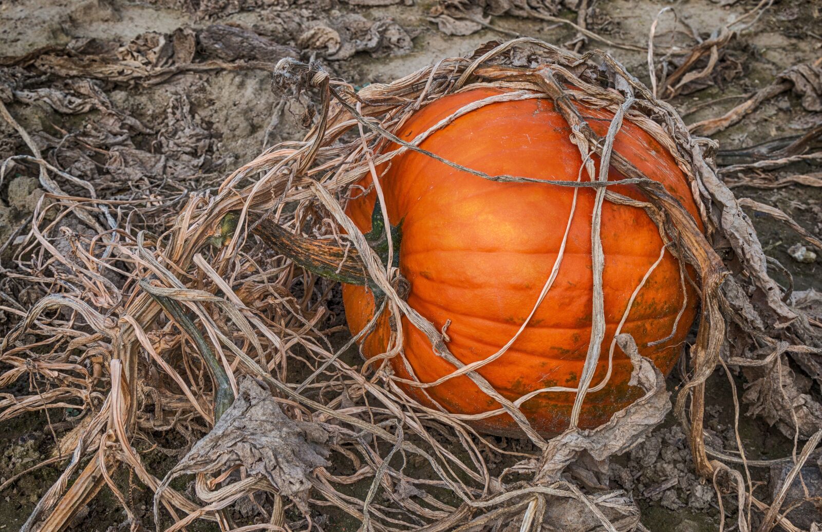 Canon EOS 70D + Canon EF 24-105mm F4L IS USM sample photo. Pumpkin, autumn, vegetables photography