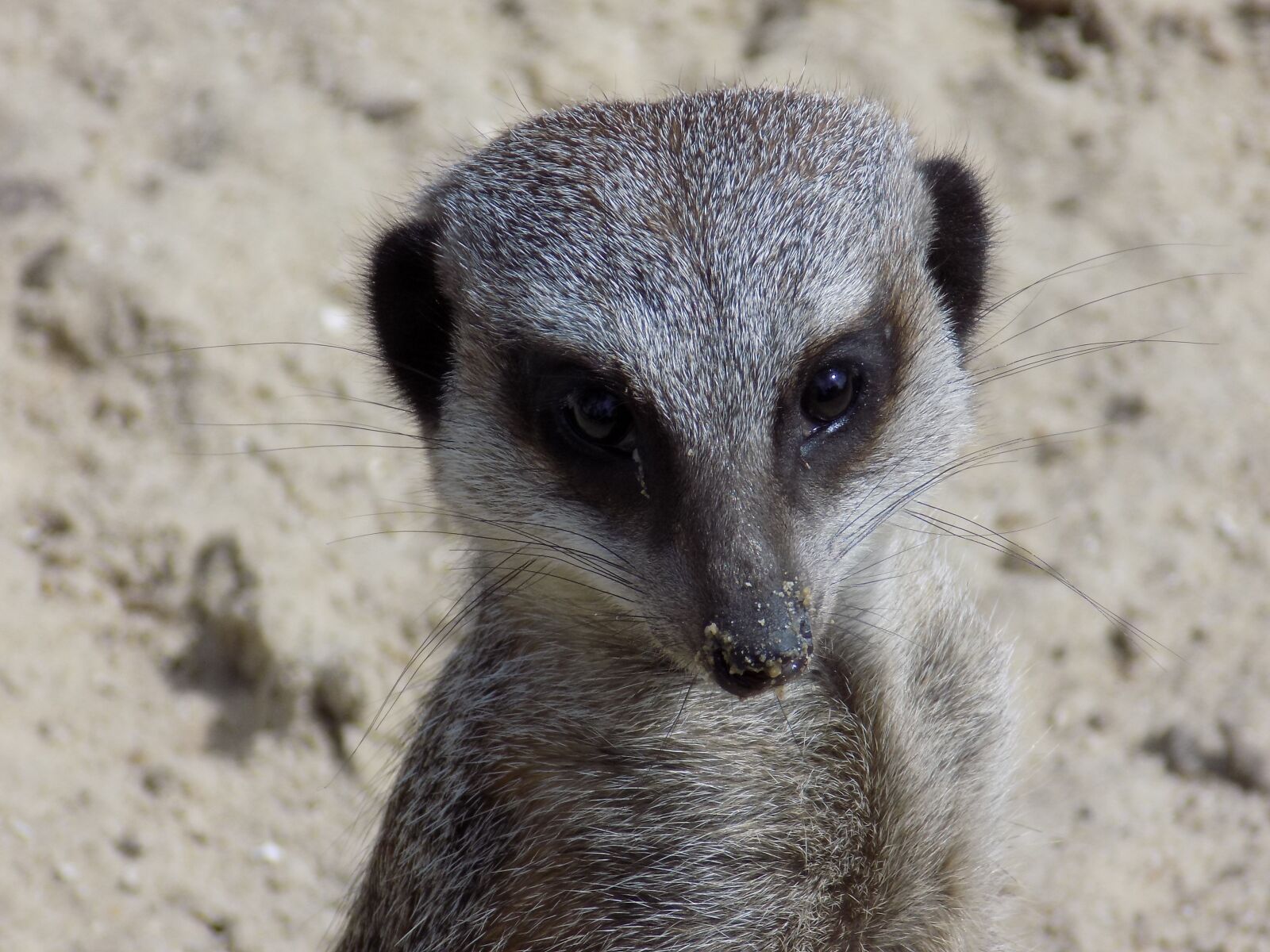 Nikon COOLPIX L340 sample photo. Wildlife, animal, nature photography
