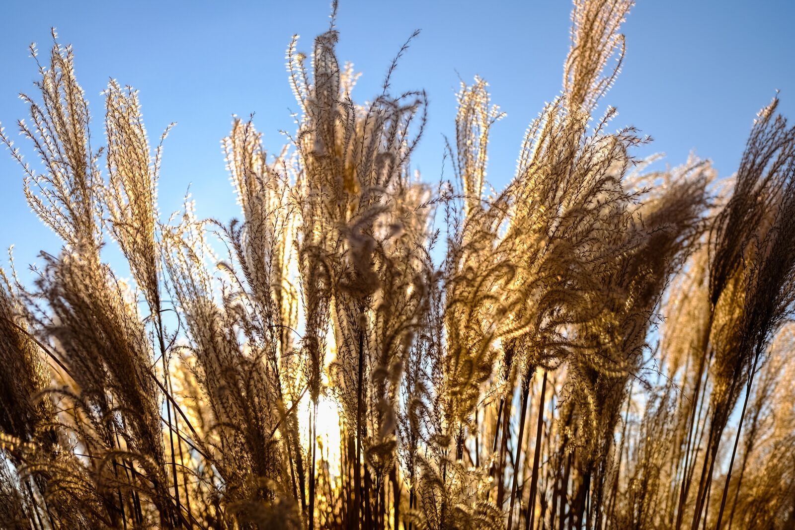 Fujifilm X-T2 + Fujifilm XF 16-55mm F2.8 R LM WR sample photo. Nature, grasses, cold photography