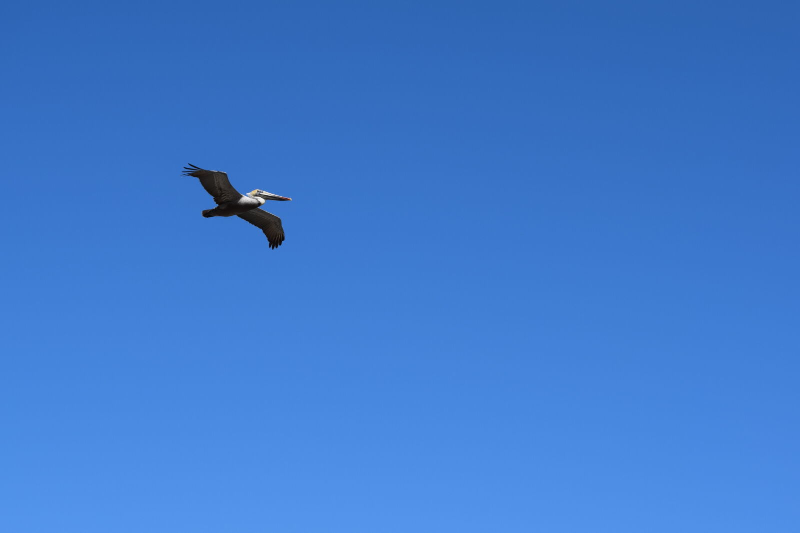 Nikon D3300 sample photo. Bird, sea, bird photography