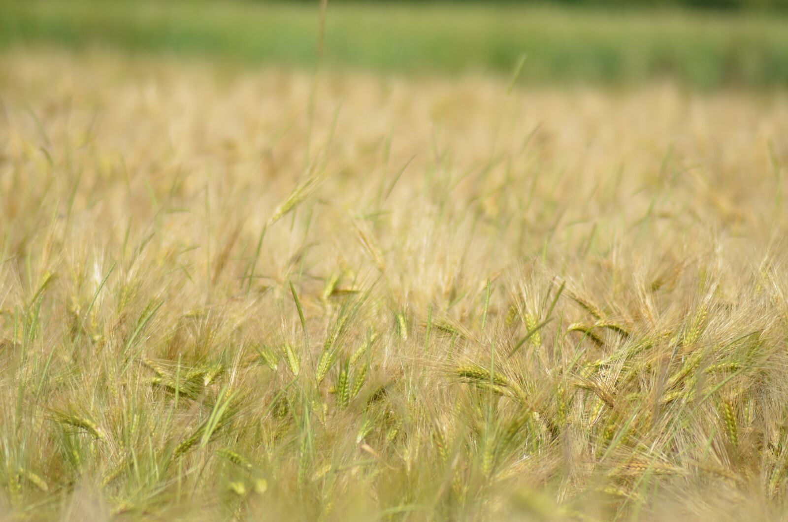 Nikon D5100 sample photo. Barley, cereal, agriculture photography