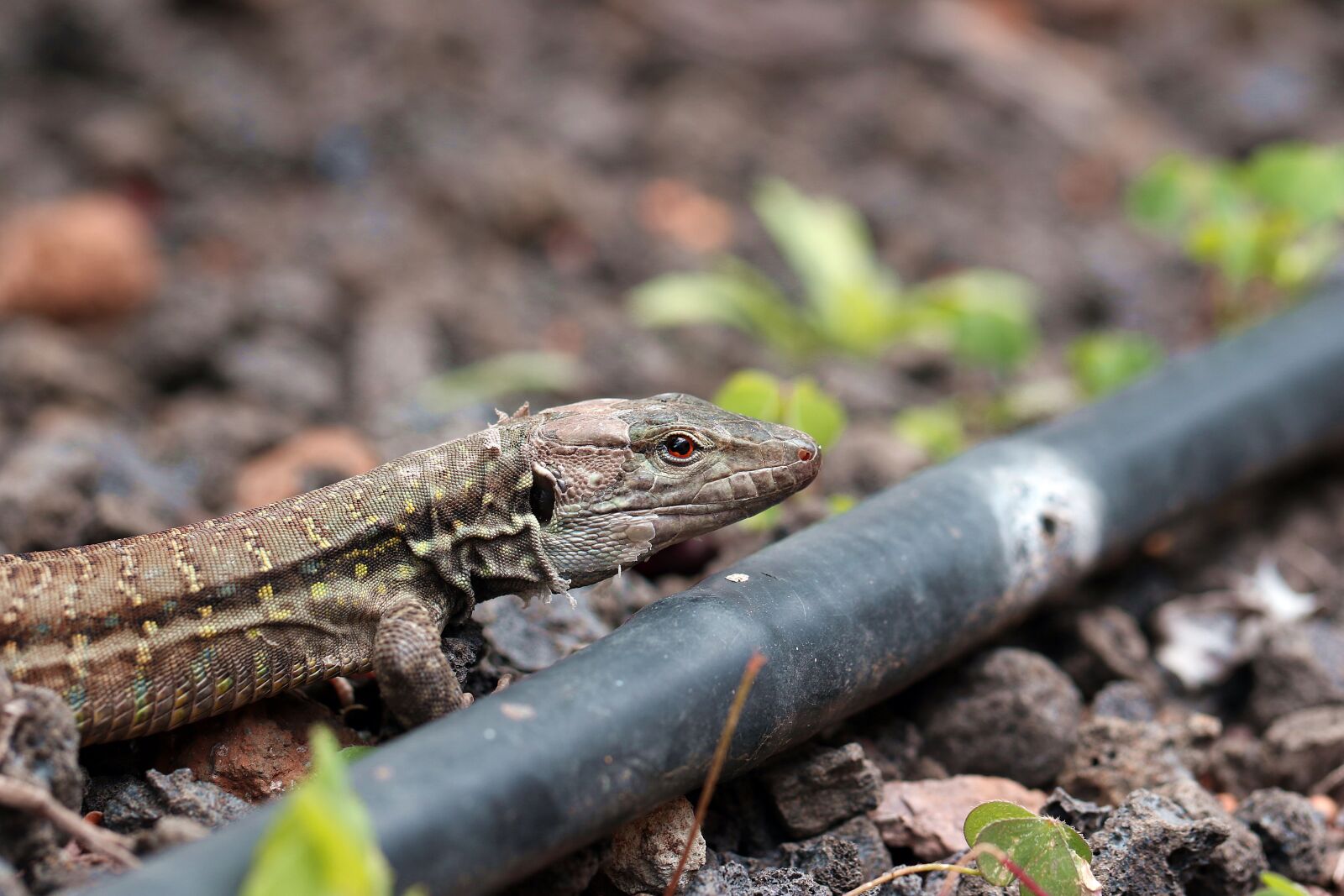 Canon EOS 7D Mark II sample photo. The lizard, eyes, closeup photography