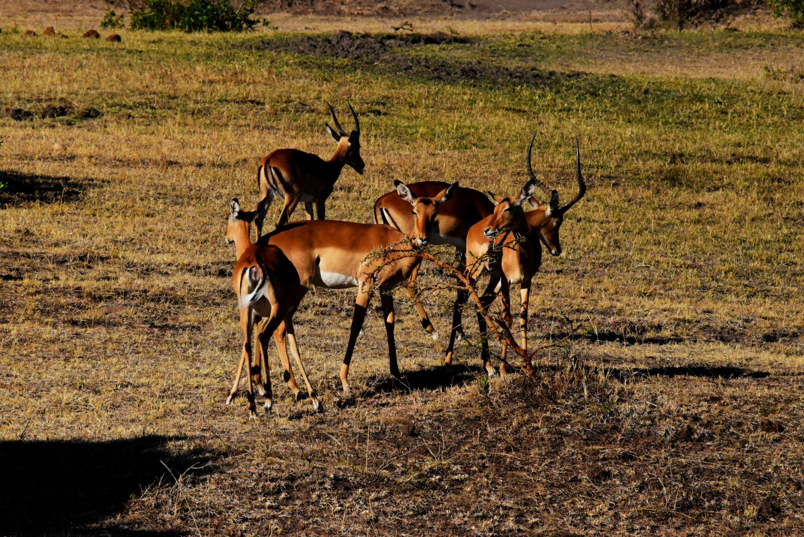 Nikon D5500 sample photo. Tanzania, africa, wildife photography