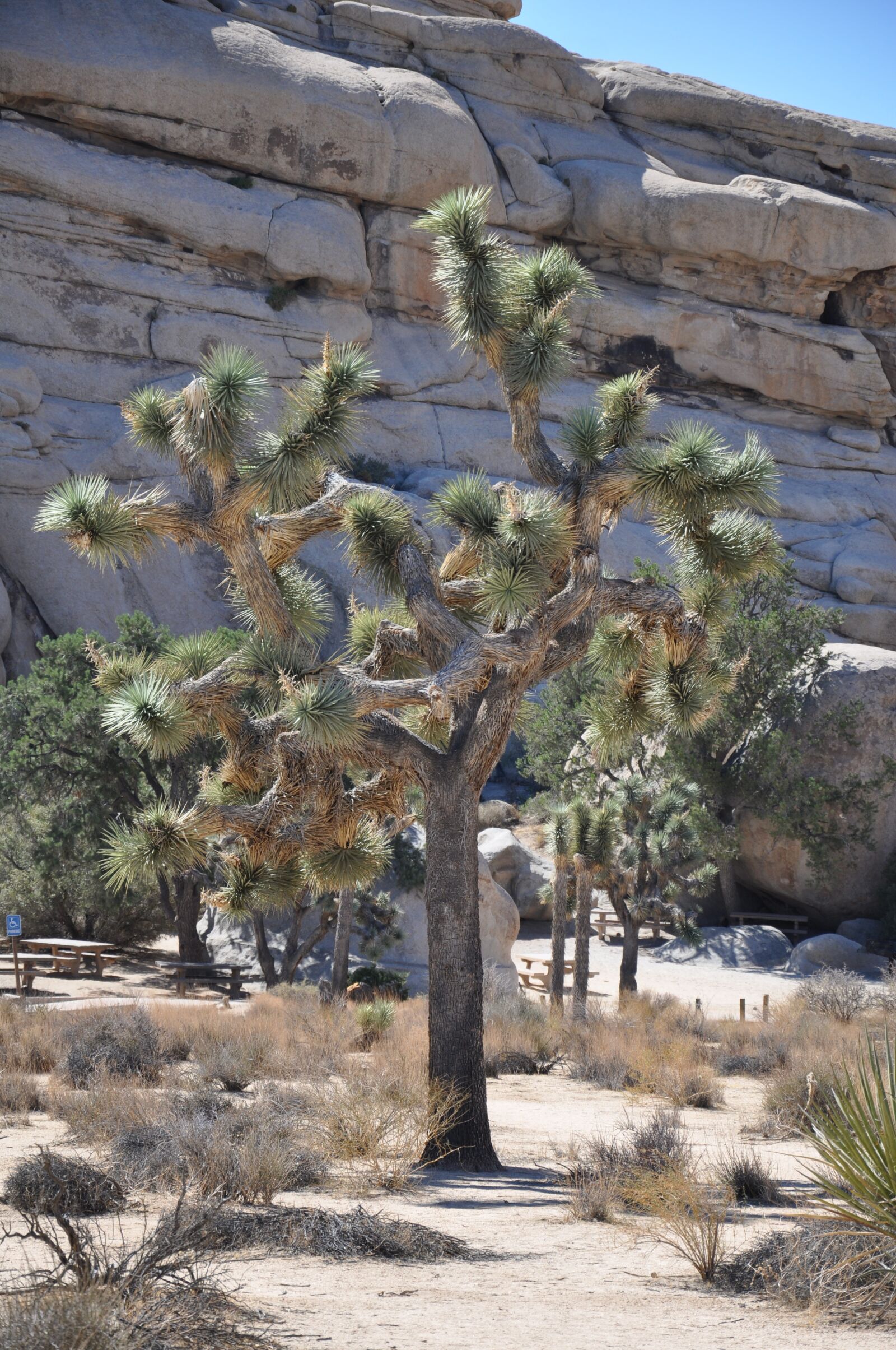 Nikon D90 sample photo. Cactus, desert, arizona photography
