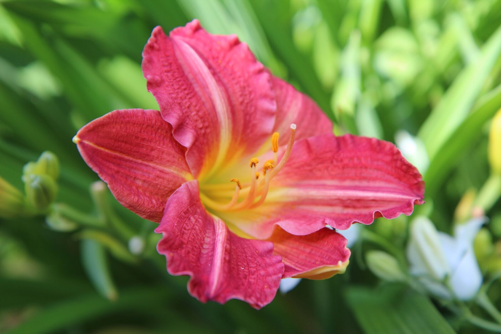 Canon EOS 600D (Rebel EOS T3i / EOS Kiss X5) sample photo. Hemerocallis, daylily red, flowering photography