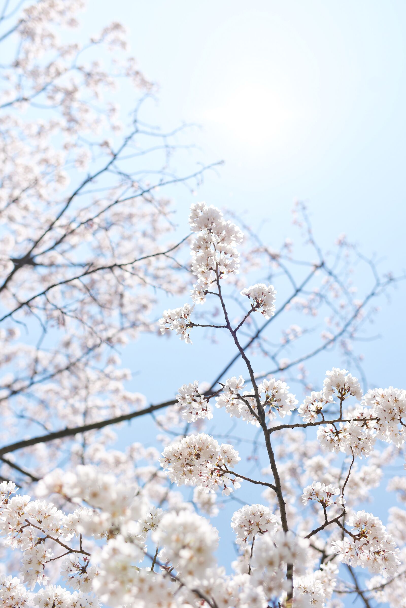 Nikon D810 sample photo. Sakura, sky, spring photography