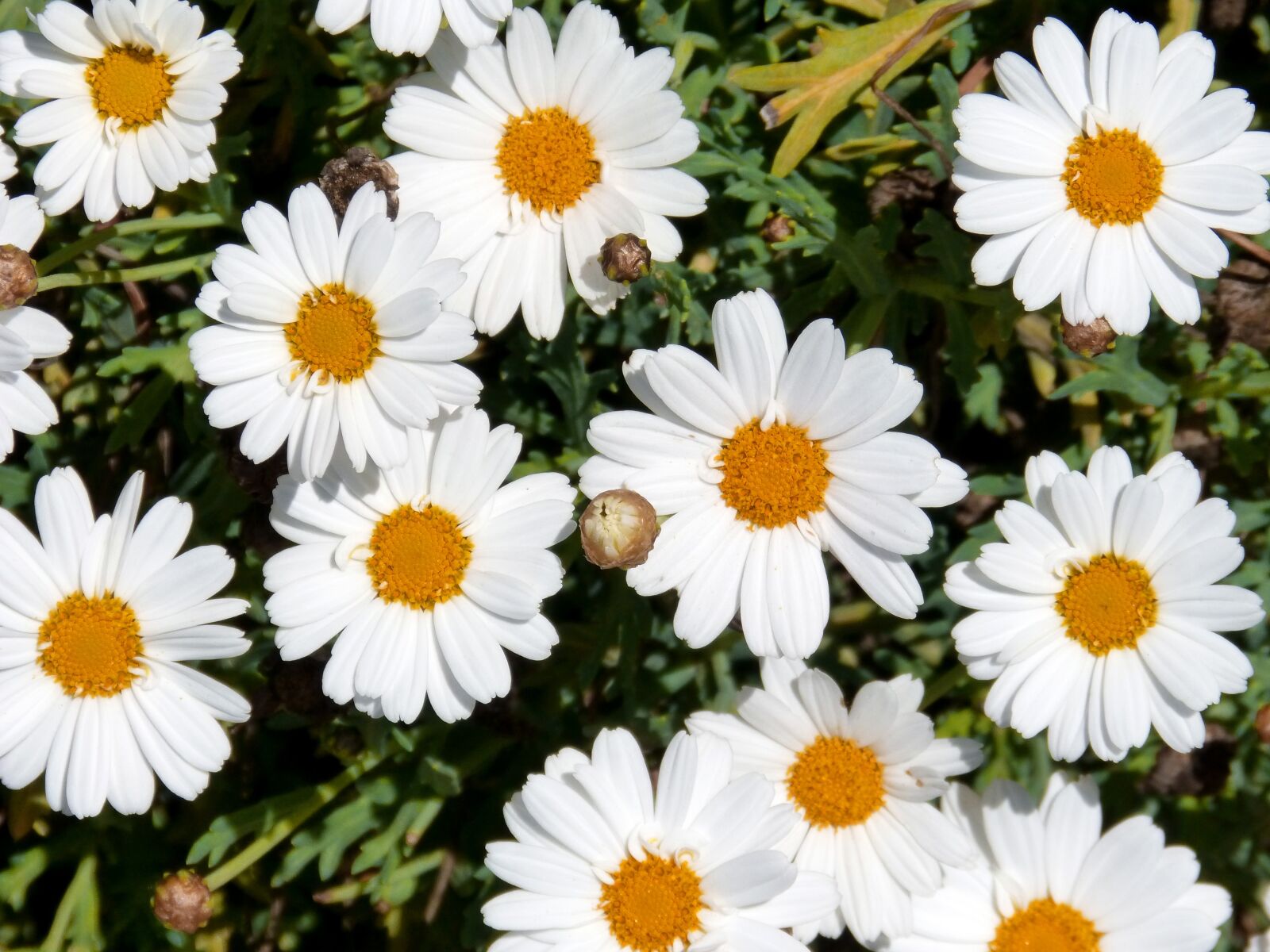 Panasonic DMC-FZ62 sample photo. Margaritas, flowers, flowers wallpaper photography