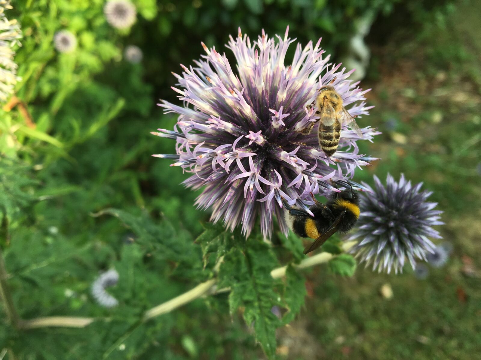 Apple iPhone 6s sample photo. Flower, bee, hummel photography