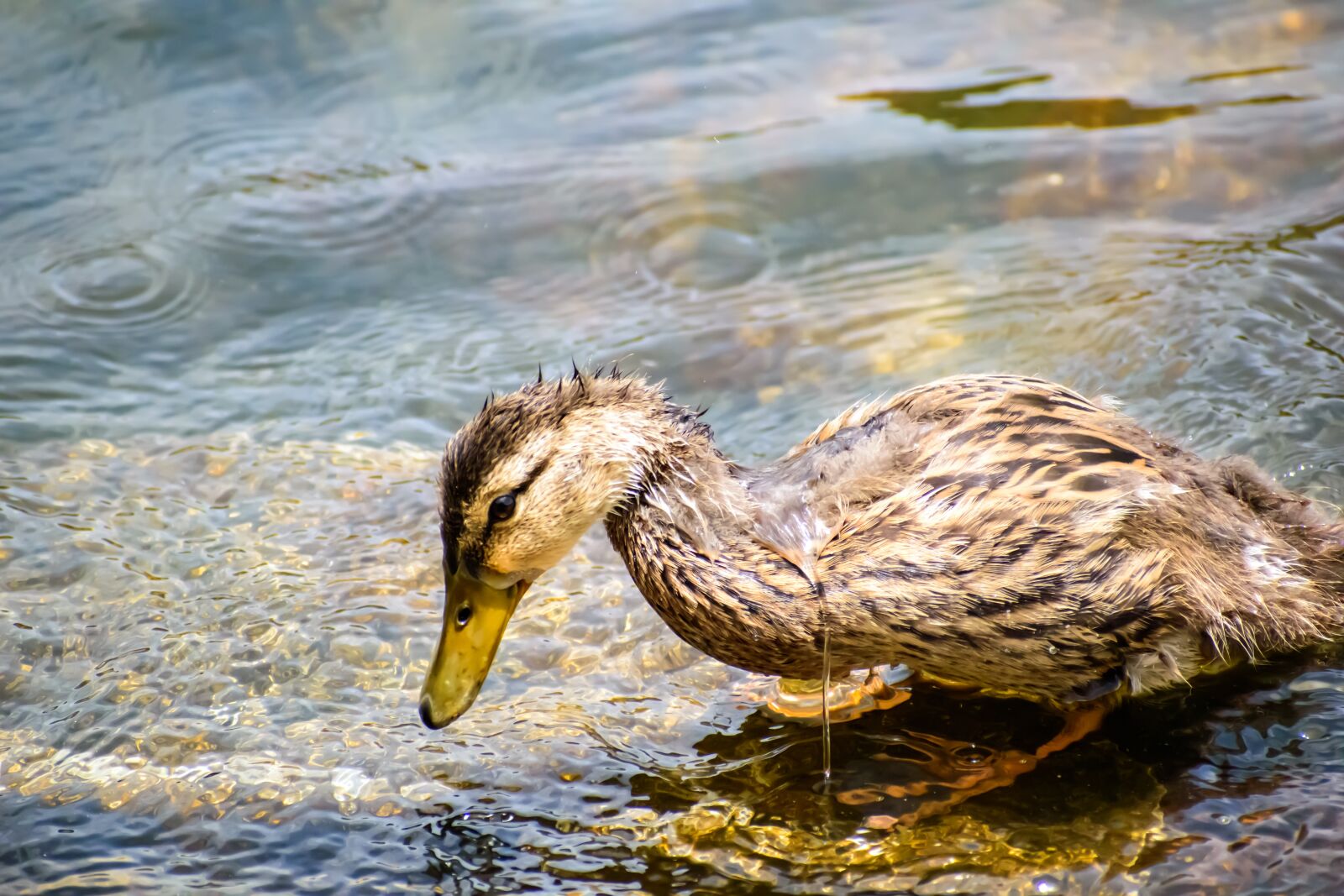Nikon D3500 sample photo. Duck, water, sad photography
