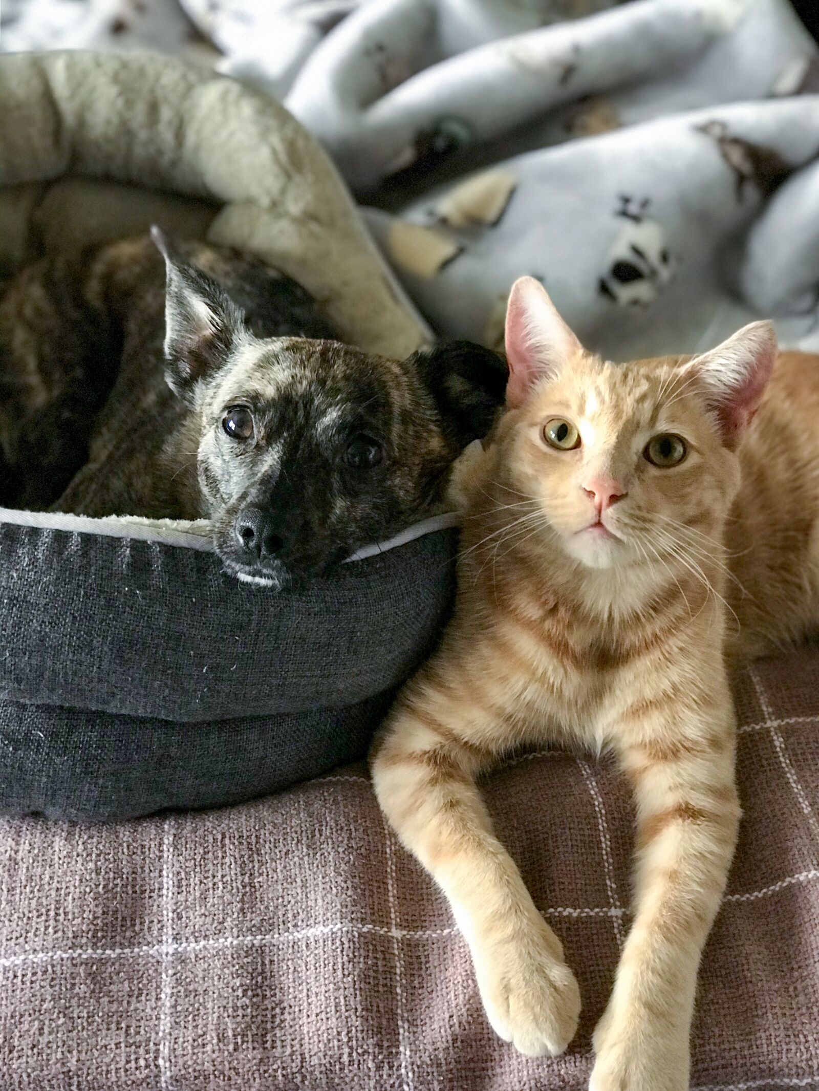 Apple iPhone 7 Plus sample photo. Cat, dog, cute photography