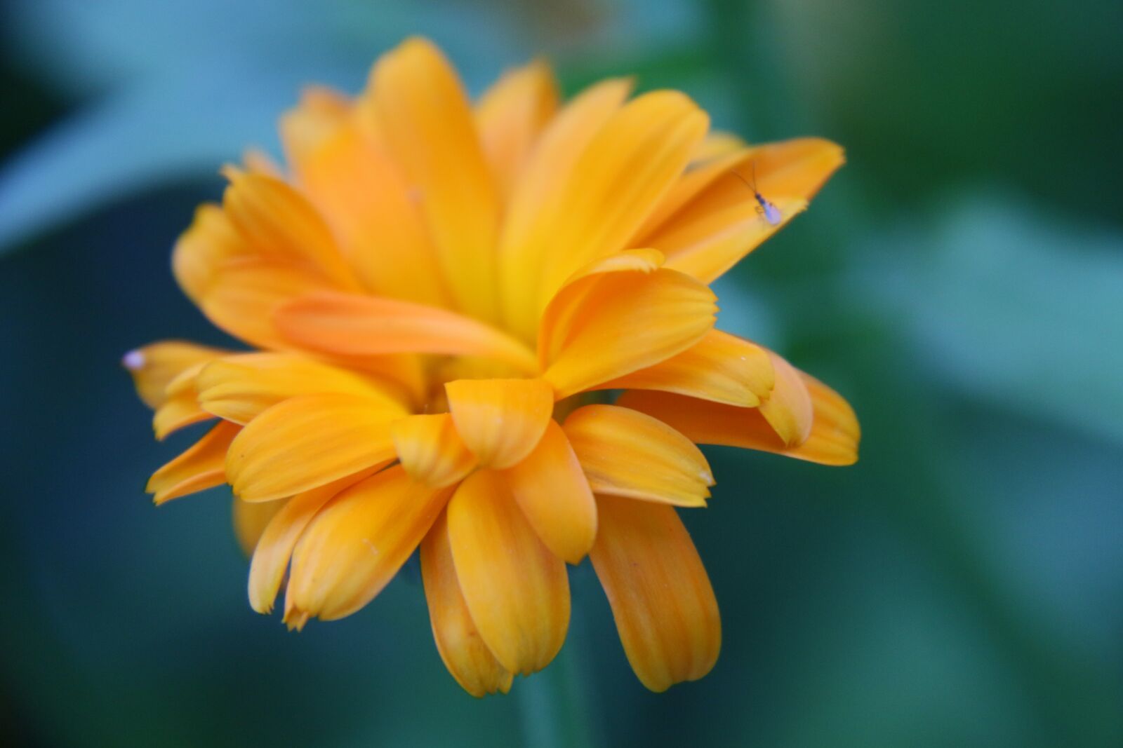 Canon EOS 70D sample photo. Flower, yellow, garden photography