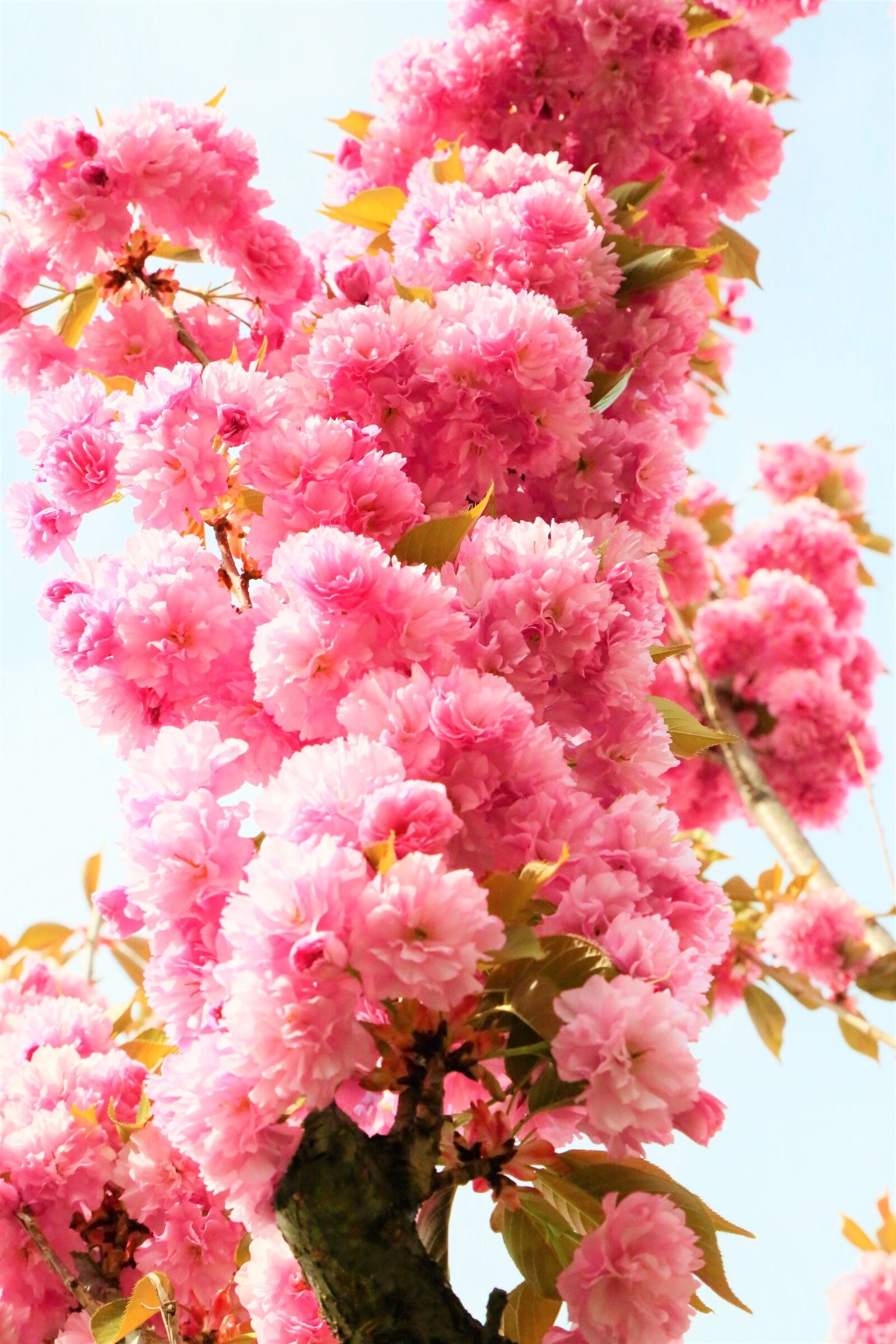 Canon EF 24-105mm F4L IS USM sample photo. Flowers, japanese cherry, pink photography
