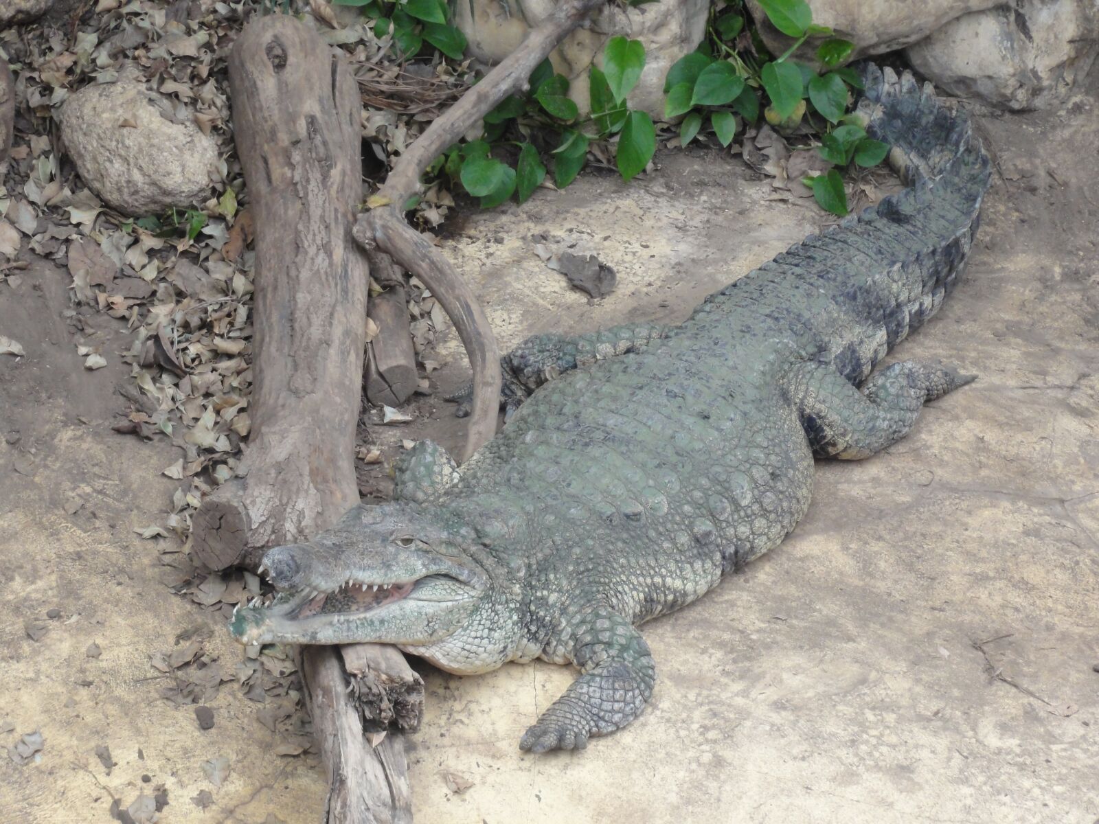 Sony DSC-HX5V sample photo. Animals, alligator, nature photography