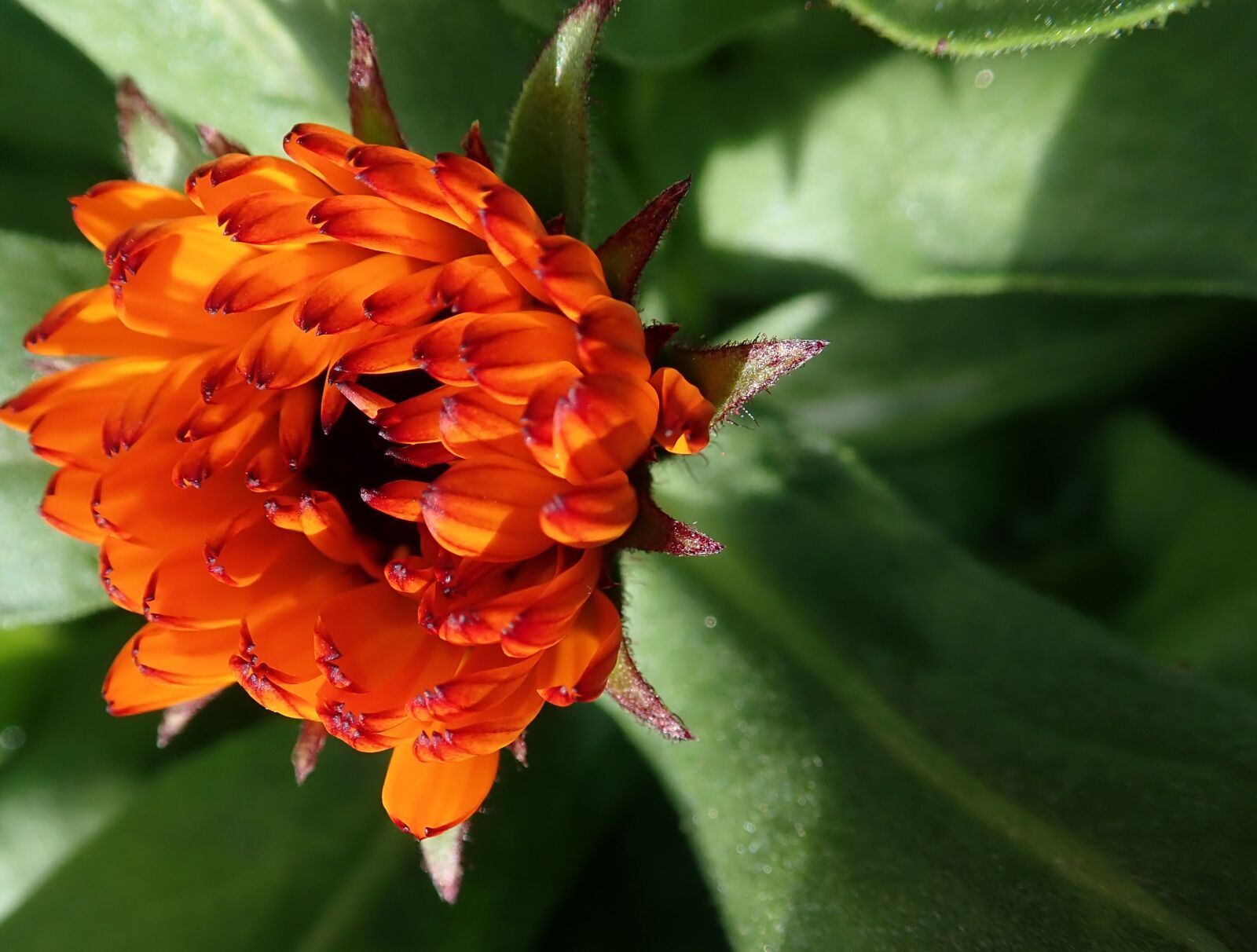 Olympus TG-5 sample photo. Flower, bud, marigold photography