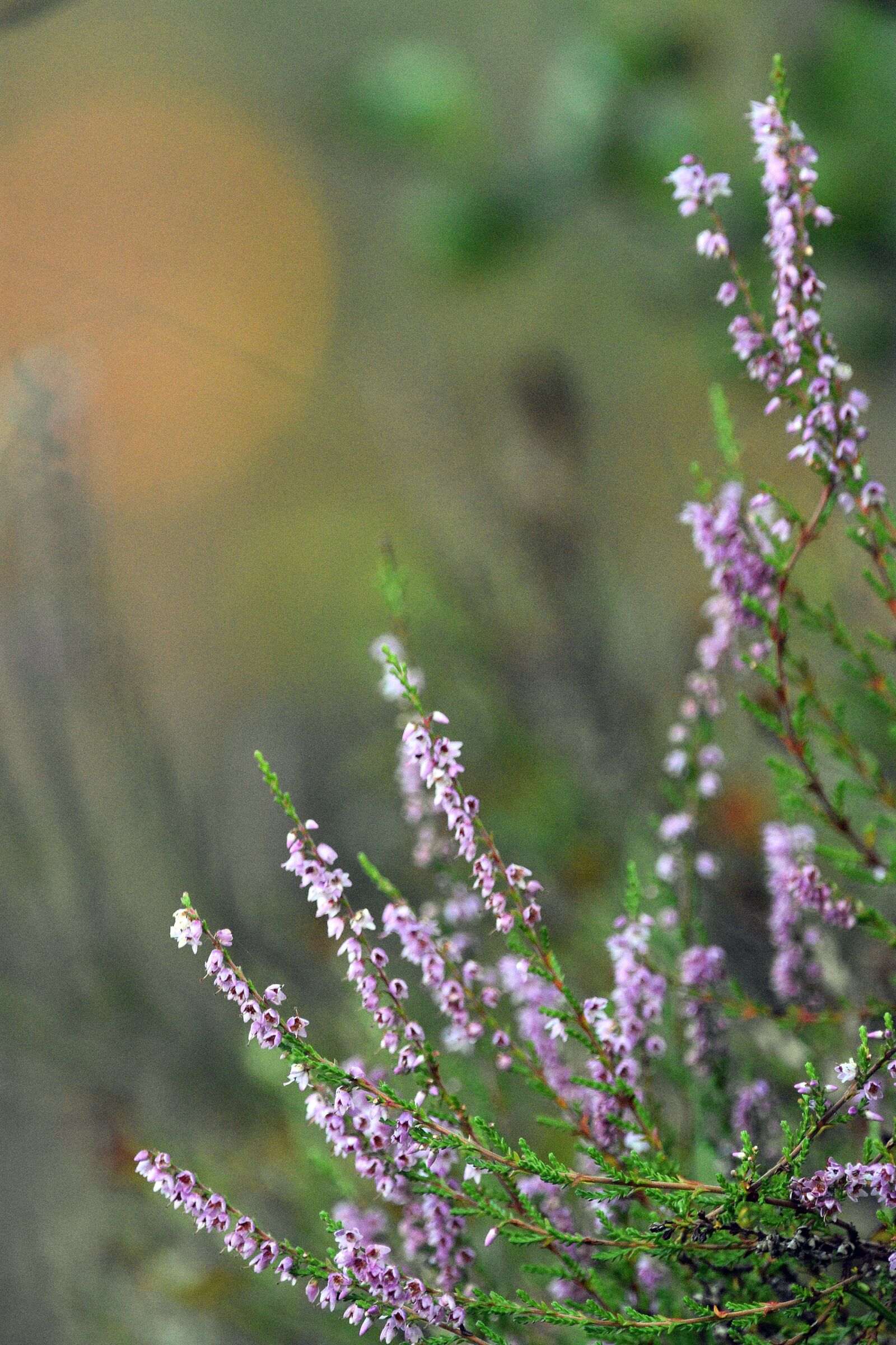Nikon D3400 sample photo. Heathers, flowers, inflorescence photography