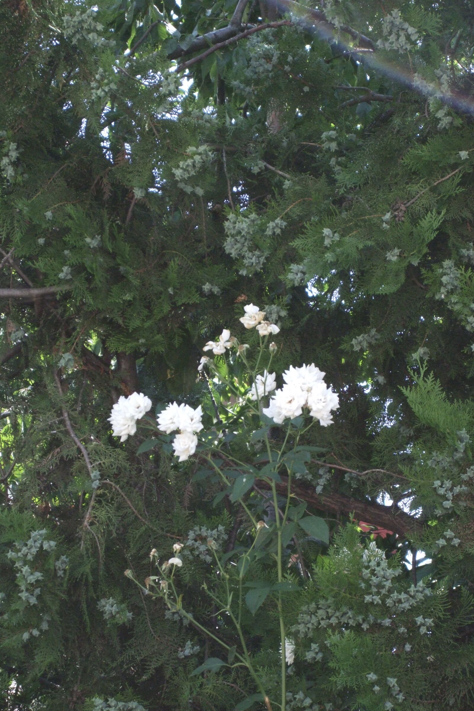 Fujifilm FinePix F50fd sample photo