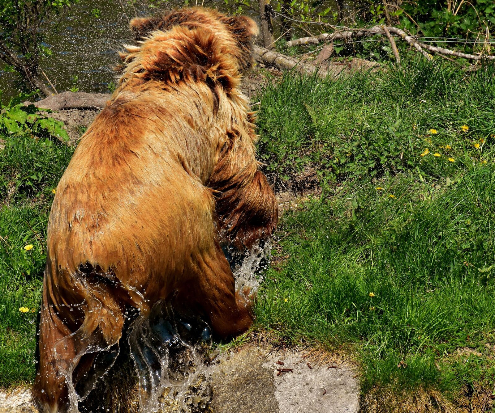 Nikon D7200 sample photo. European brown bear, brown photography