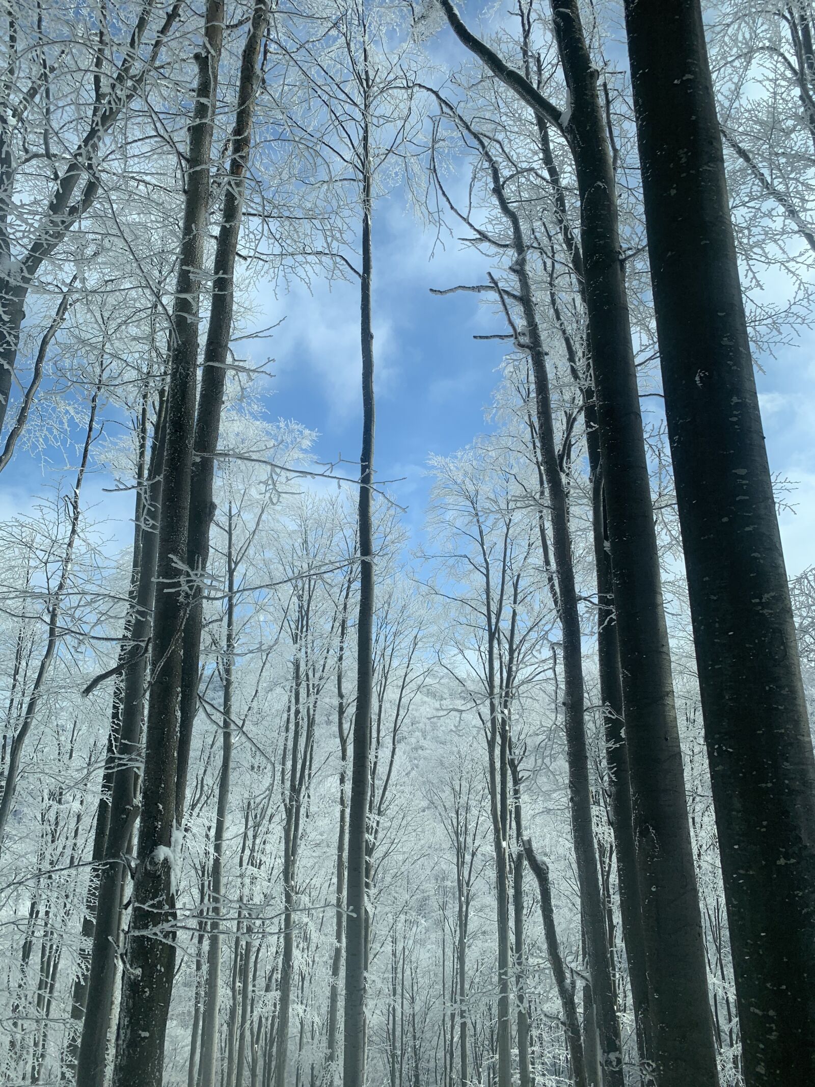 Apple iPhone XS Max sample photo. Winter forest, nature, frozen photography