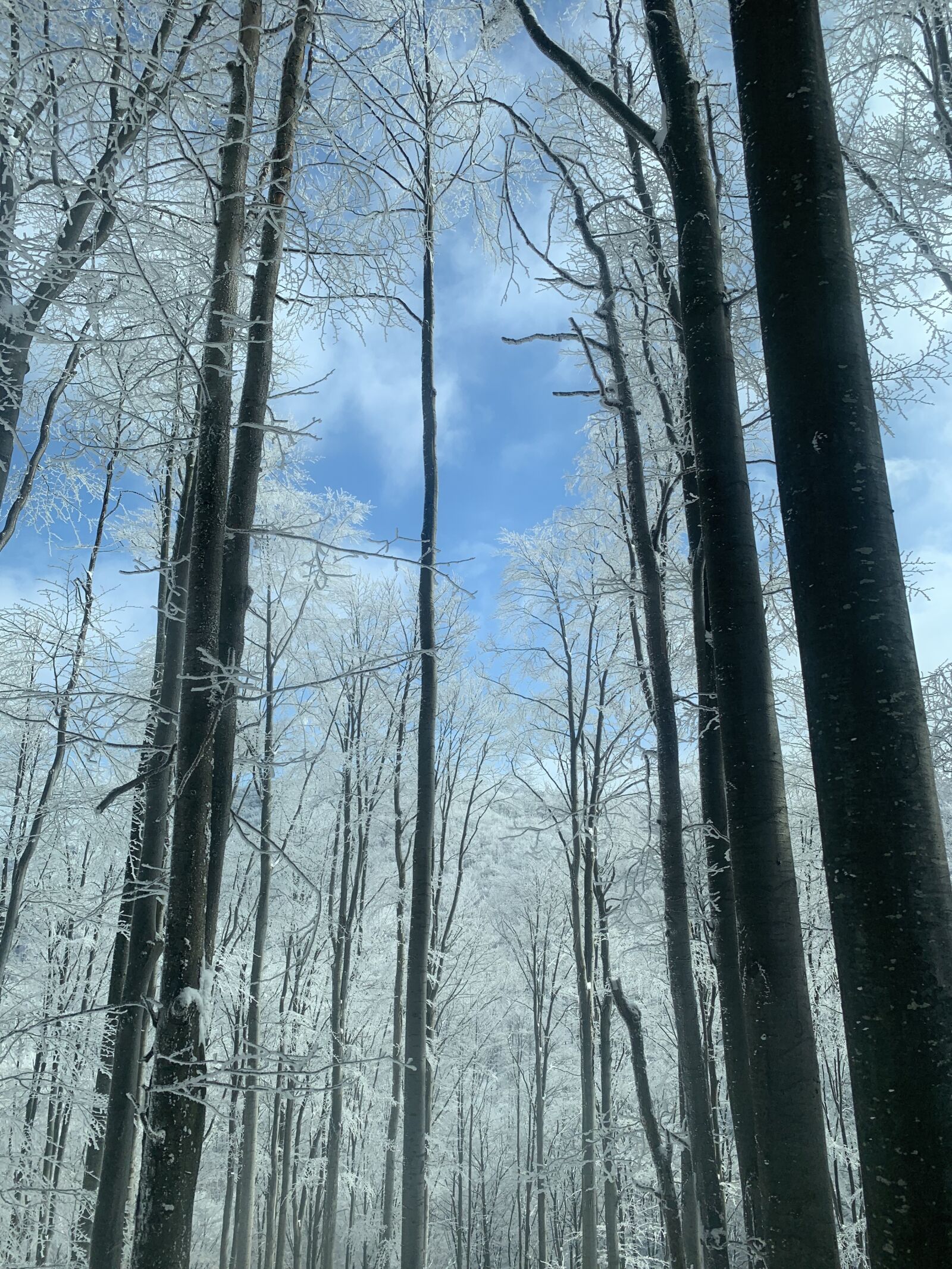 iPhone XS Max back dual camera 4.25mm f/1.8 sample photo. Winter forest, nature, frozen photography
