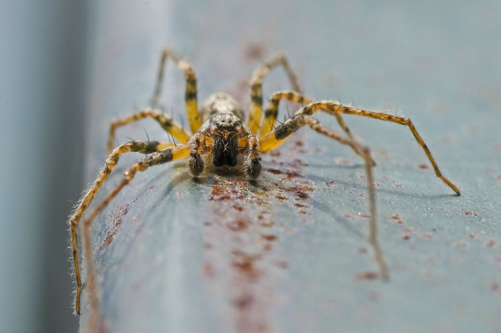 Sony Alpha DSLR-A580 sample photo. Spider, macro, arachnids photography