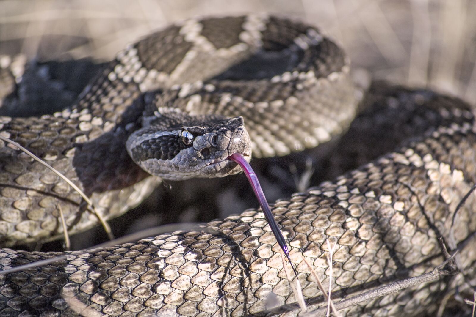 Nikon D3100 sample photo. Snake, rattlesnake, rattle photography