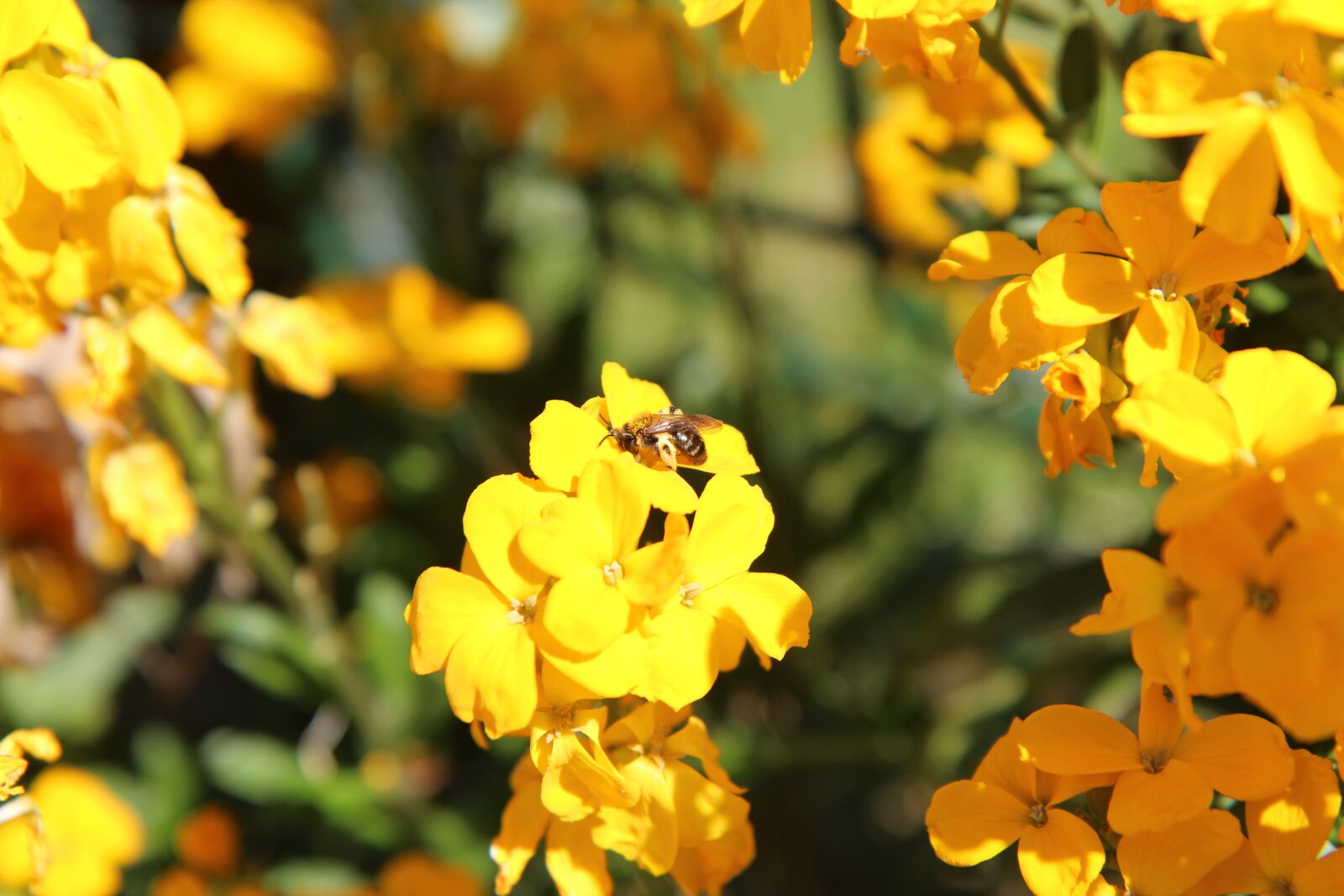 Canon EOS 600D (Rebel EOS T3i / EOS Kiss X5) sample photo. Wallflower, insect, bee photography