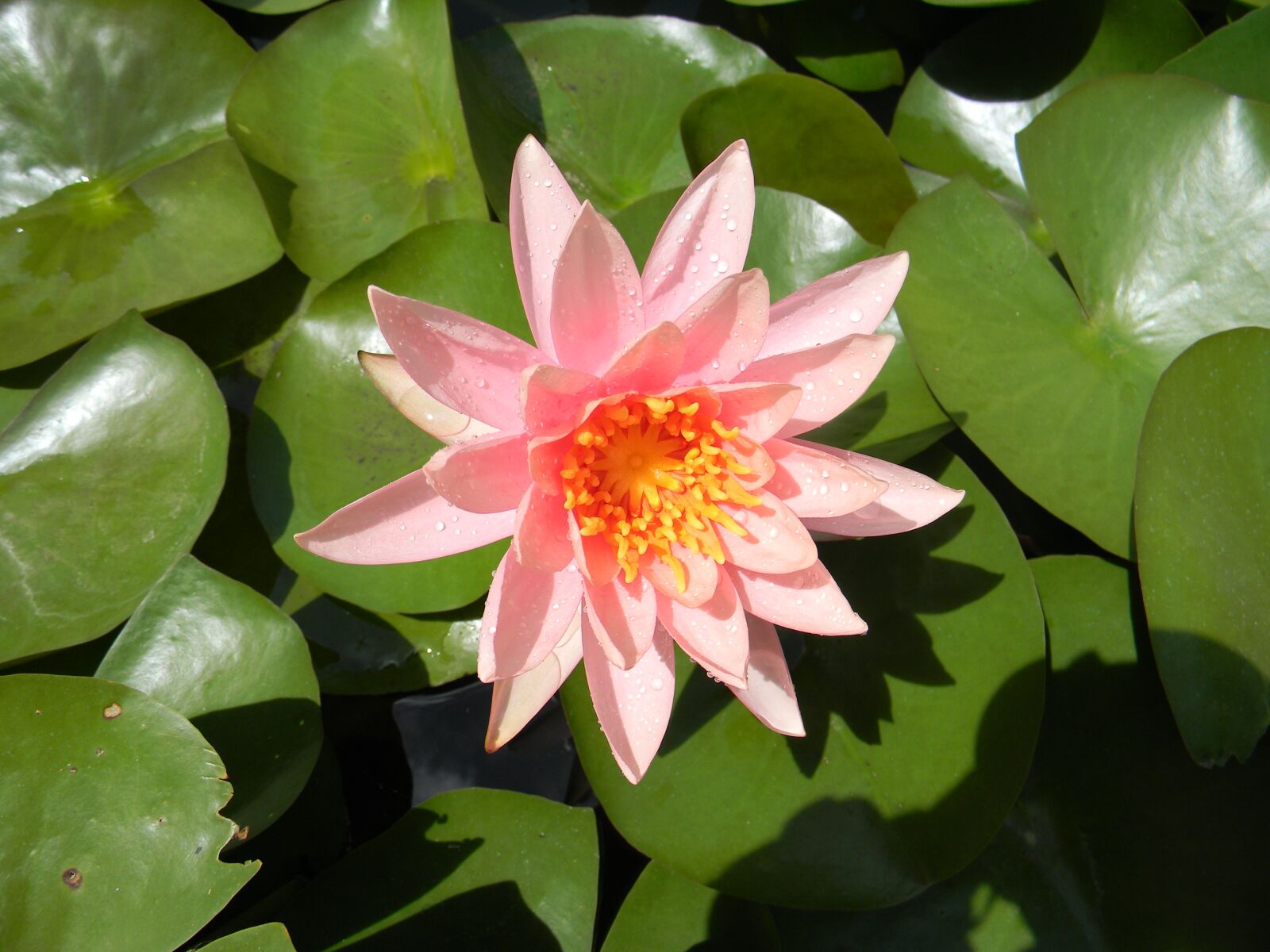 Nikon Coolpix L110 sample photo. Water lily, flower, nymphaea photography