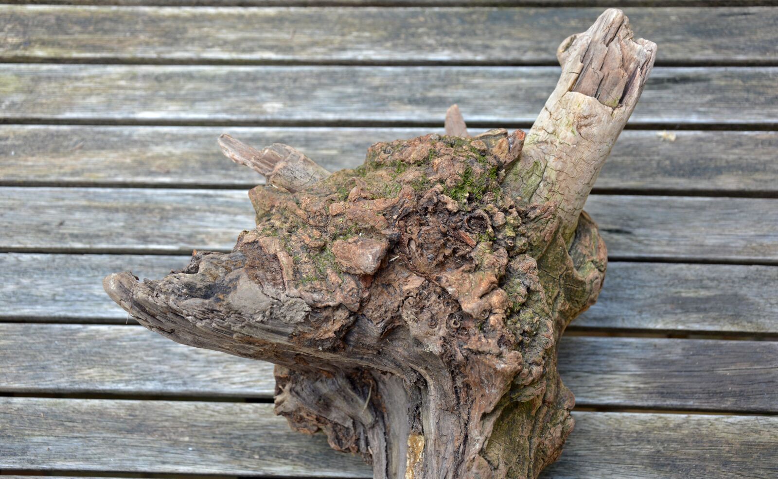 Nikon D5200 sample photo. Drift wood, wood, beach photography