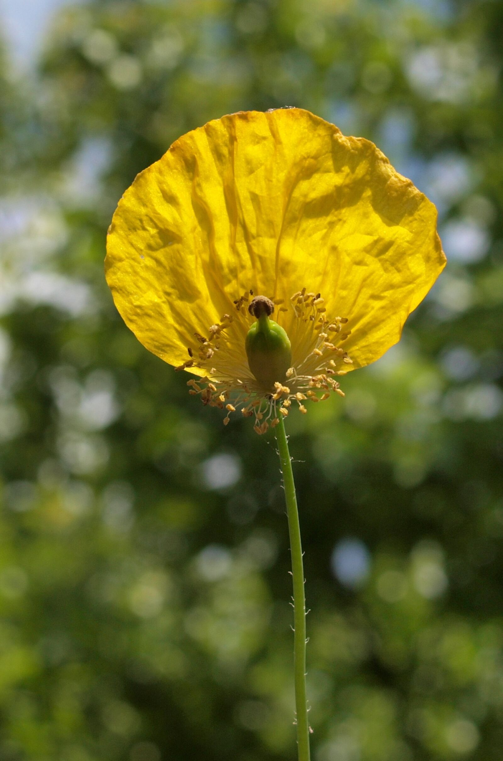 Olympus E-520 (EVOLT E-520) sample photo. Flower, poppy, plant photography
