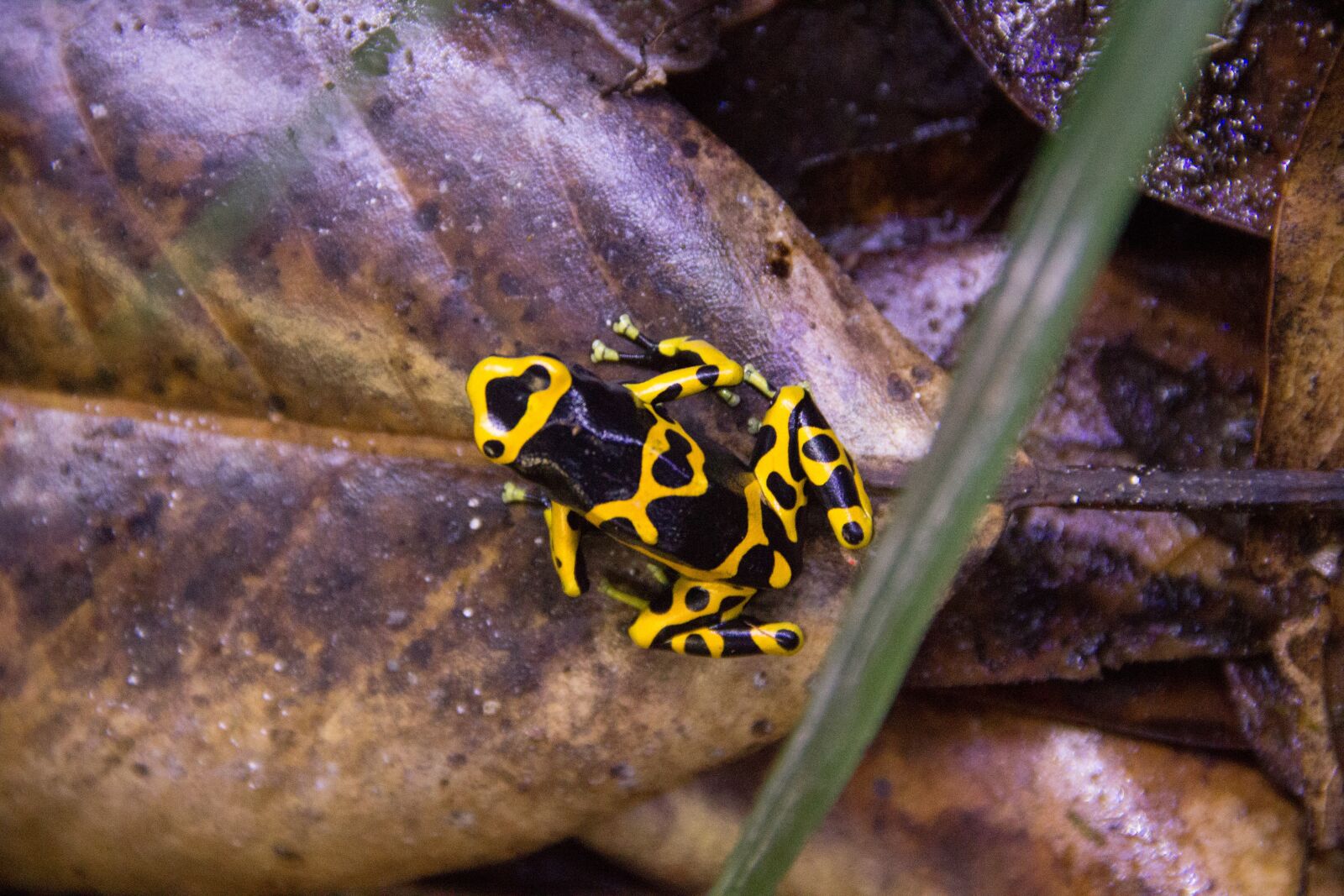 Canon EOS 60D sample photo. Nature, animal, frog photography