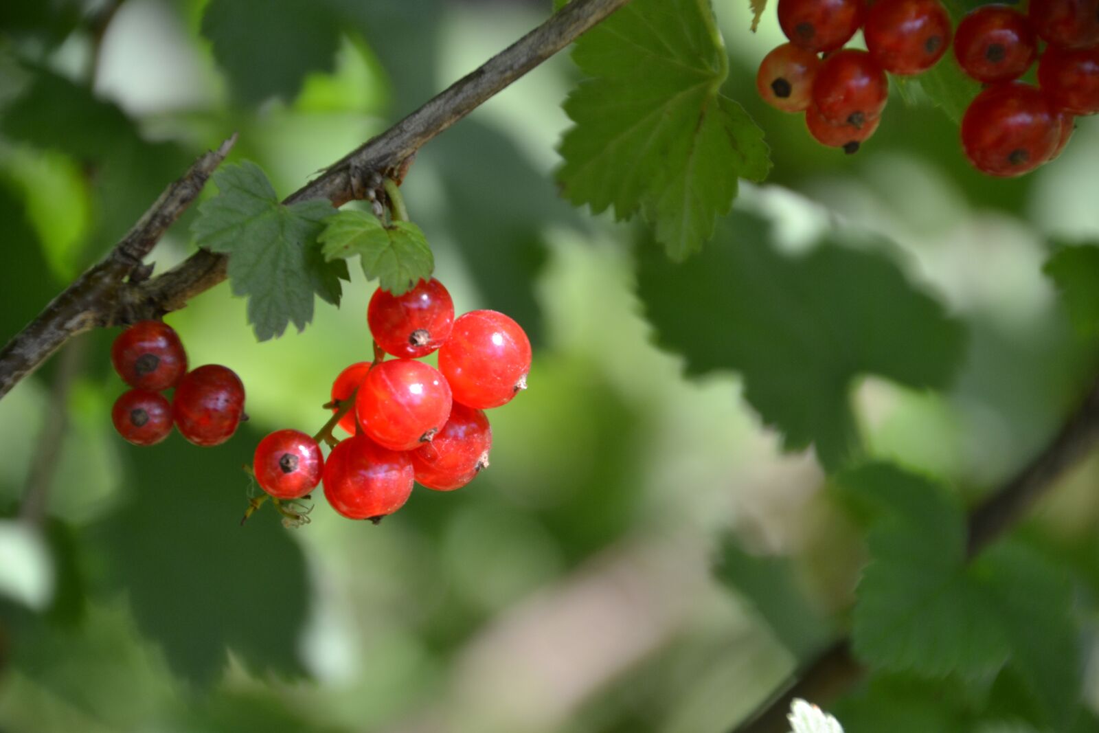 Nikon D3100 sample photo. Currants, red, berries photography