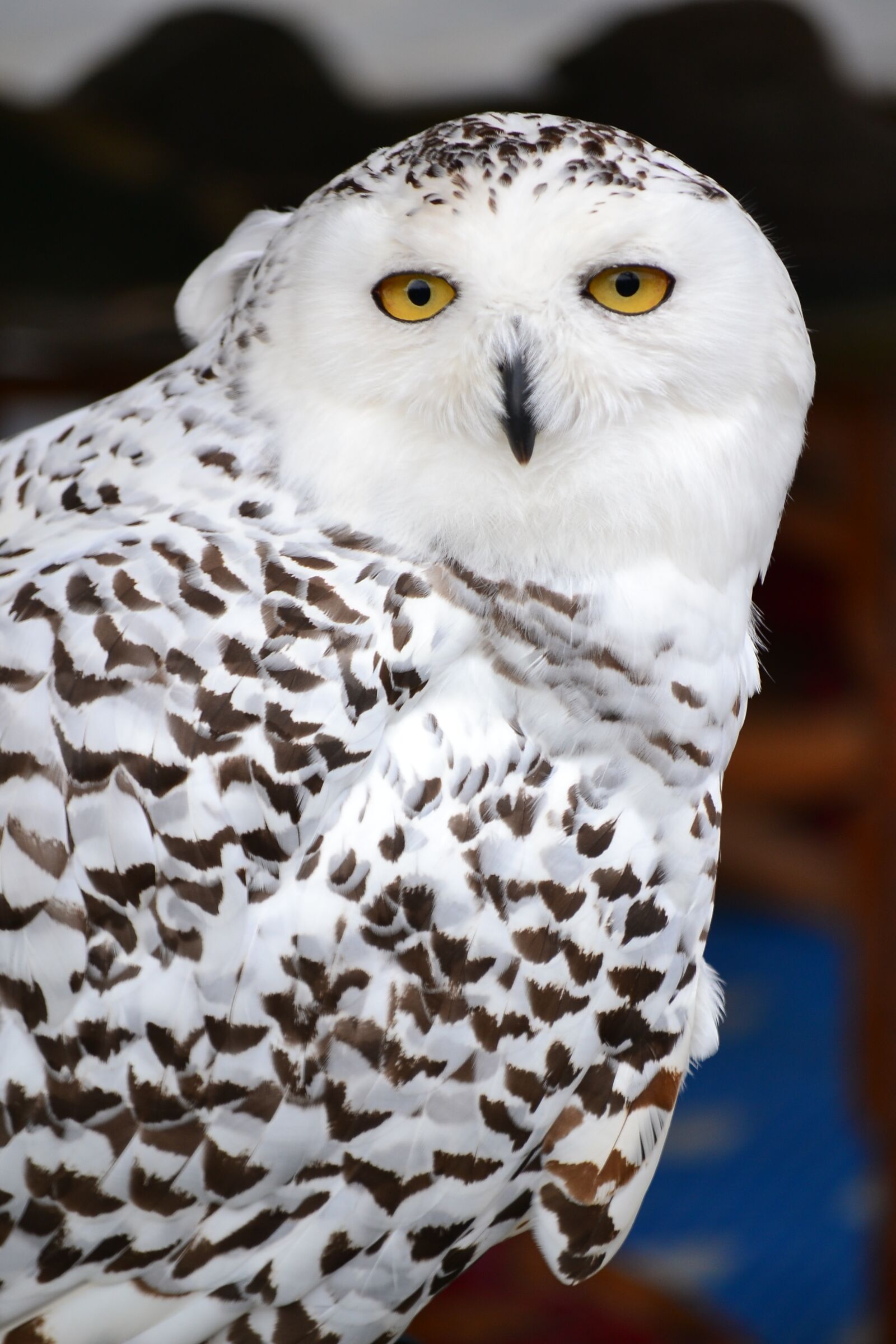 Nikon D3100 sample photo. Bird, buho, bird of photography